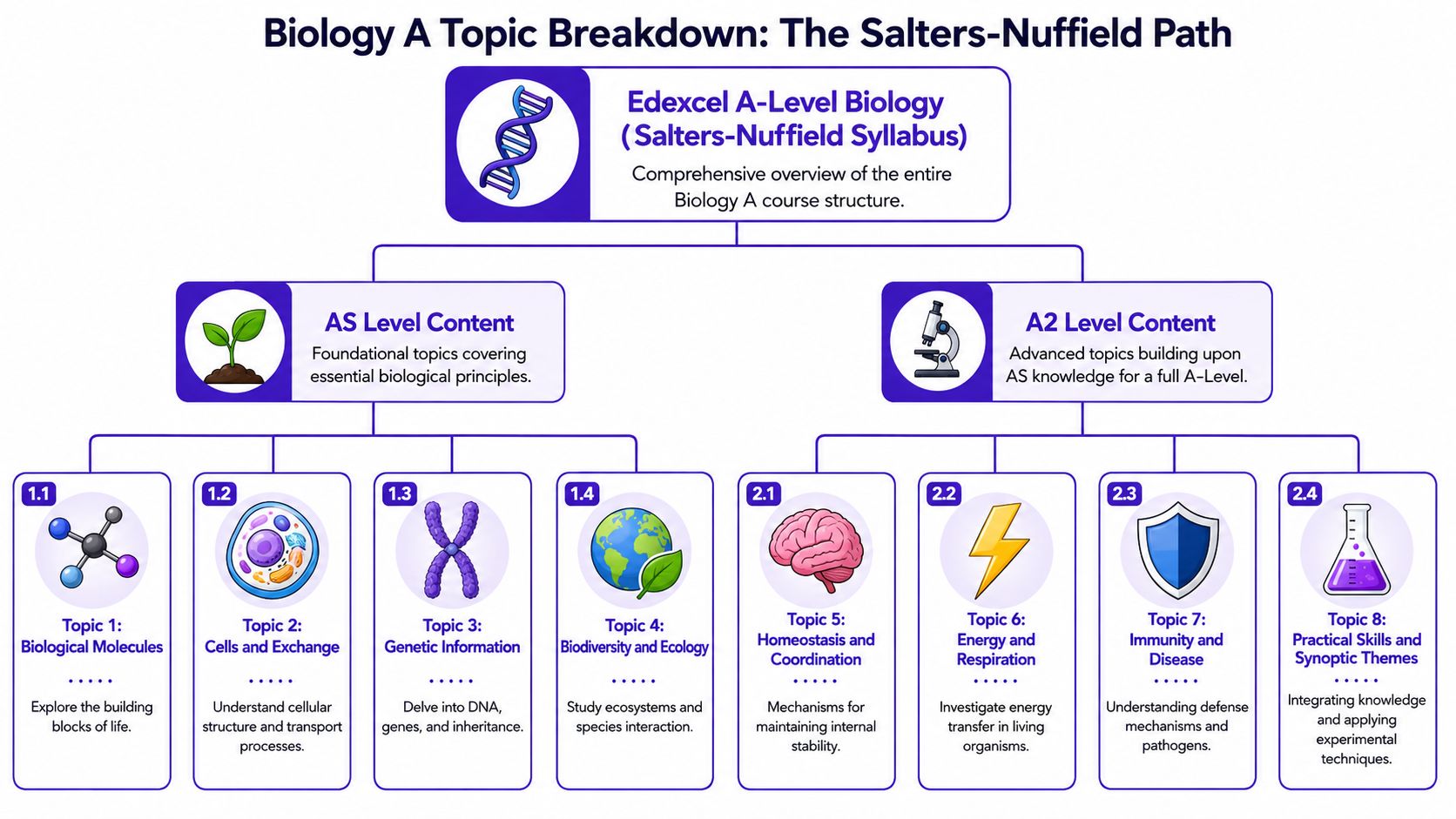 An infographic showing the Edexcel A-Level Biology Salters-Nuffield syllabus topic breakdown from AS to A2 level.