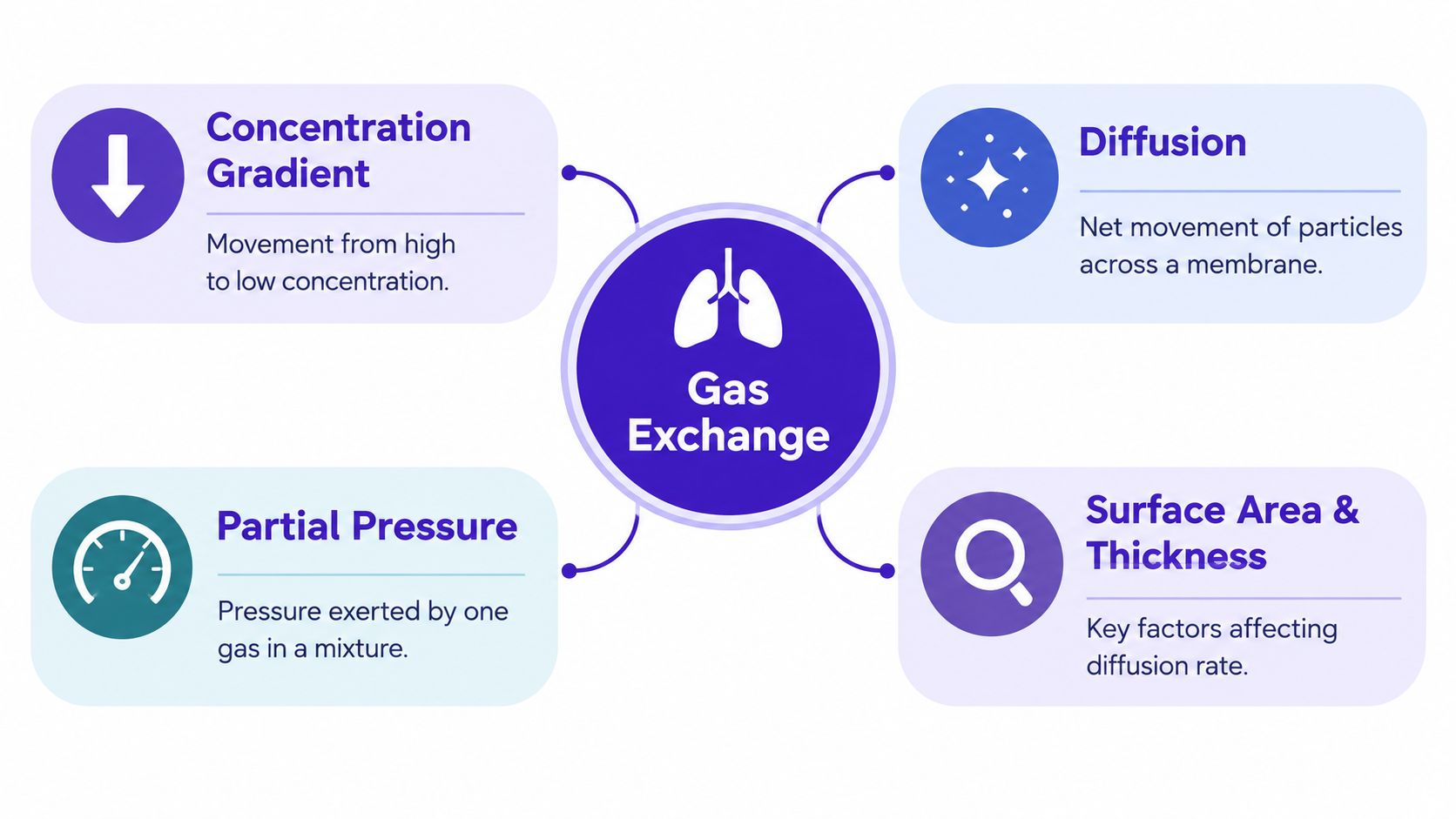 A diagram illustrating the biological factors of gas exchange including concentration gradient, diffusion, partial pressure, and surface area.