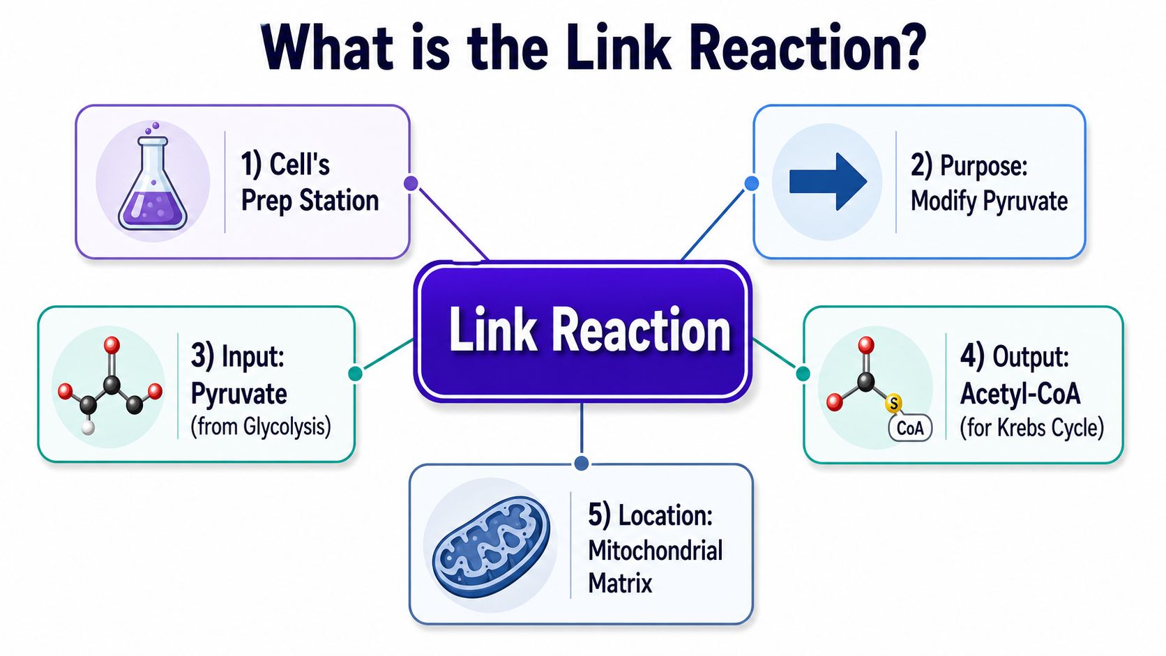 A diagram illustrating the biological link reaction, showing input, purpose, output, and mitochondrial location.