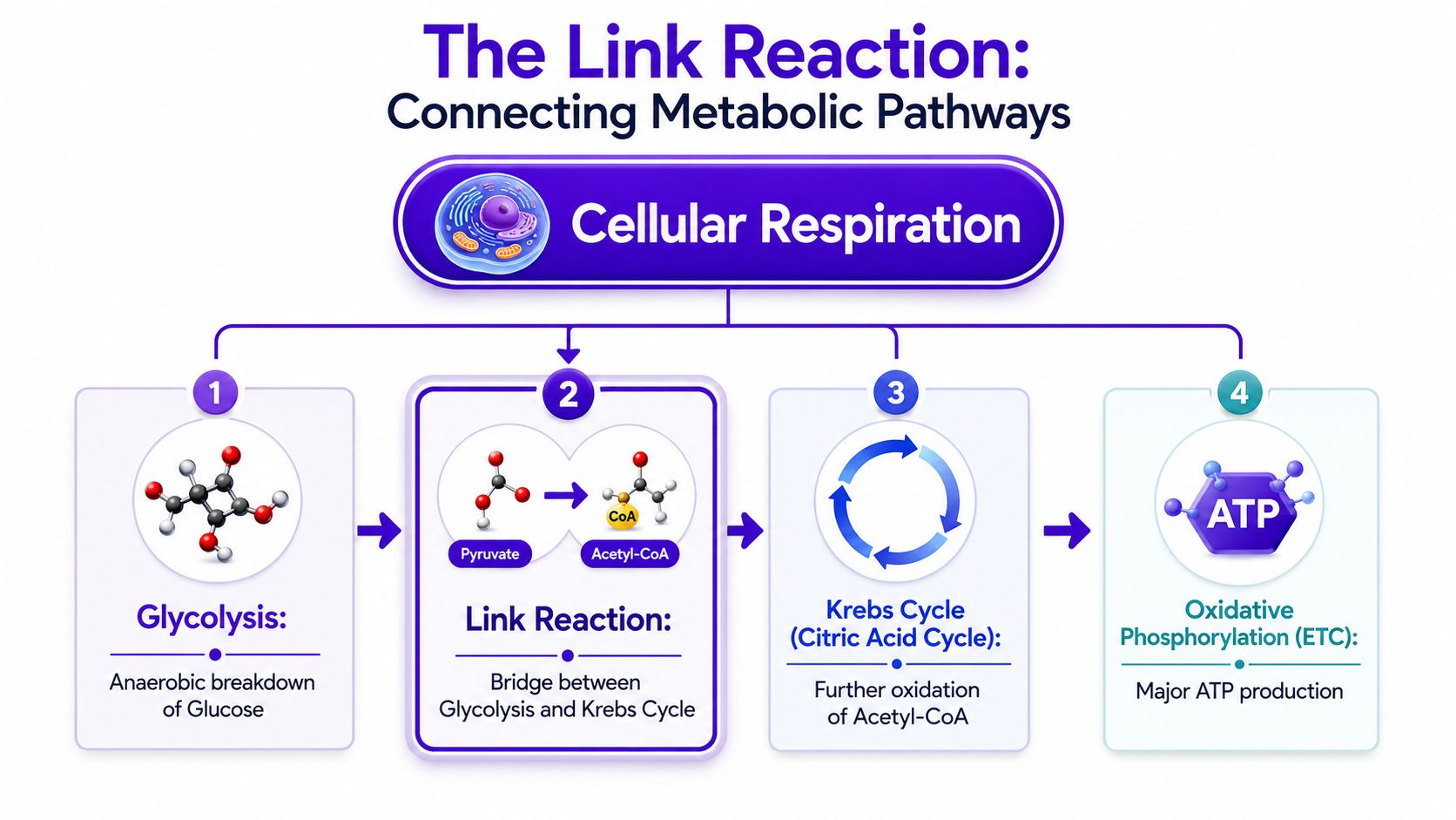 A diagram illustrating the stages of cellular respiration, highlighting the link reaction as the connection between pathways.