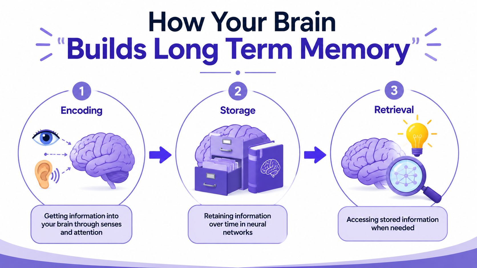 A diagram illustrating the three stages of building long term memory: encoding, storage, and retrieval.
