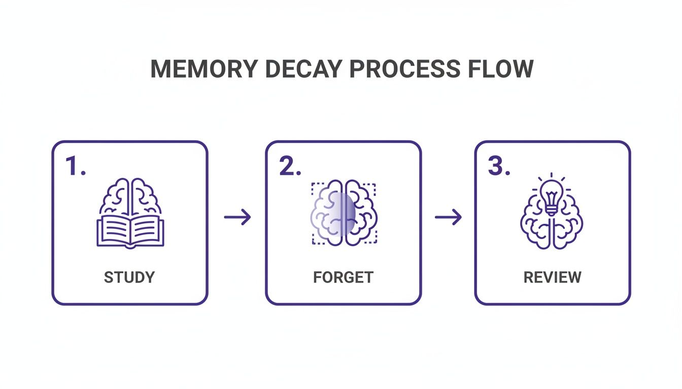 A flowchart illustrates the memory decay process: Study, Forget, and Review as steps in learning.