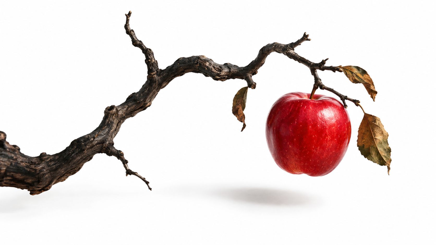 A single bright red apple hanging from a dark, gnarled branch against a plain white background.