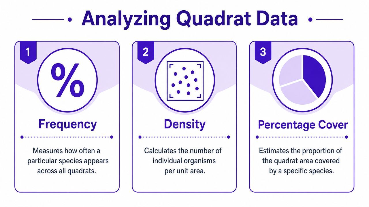 An infographic showing three methods for analyzing quadrat data in ecology: frequency, density, and percentage cover.