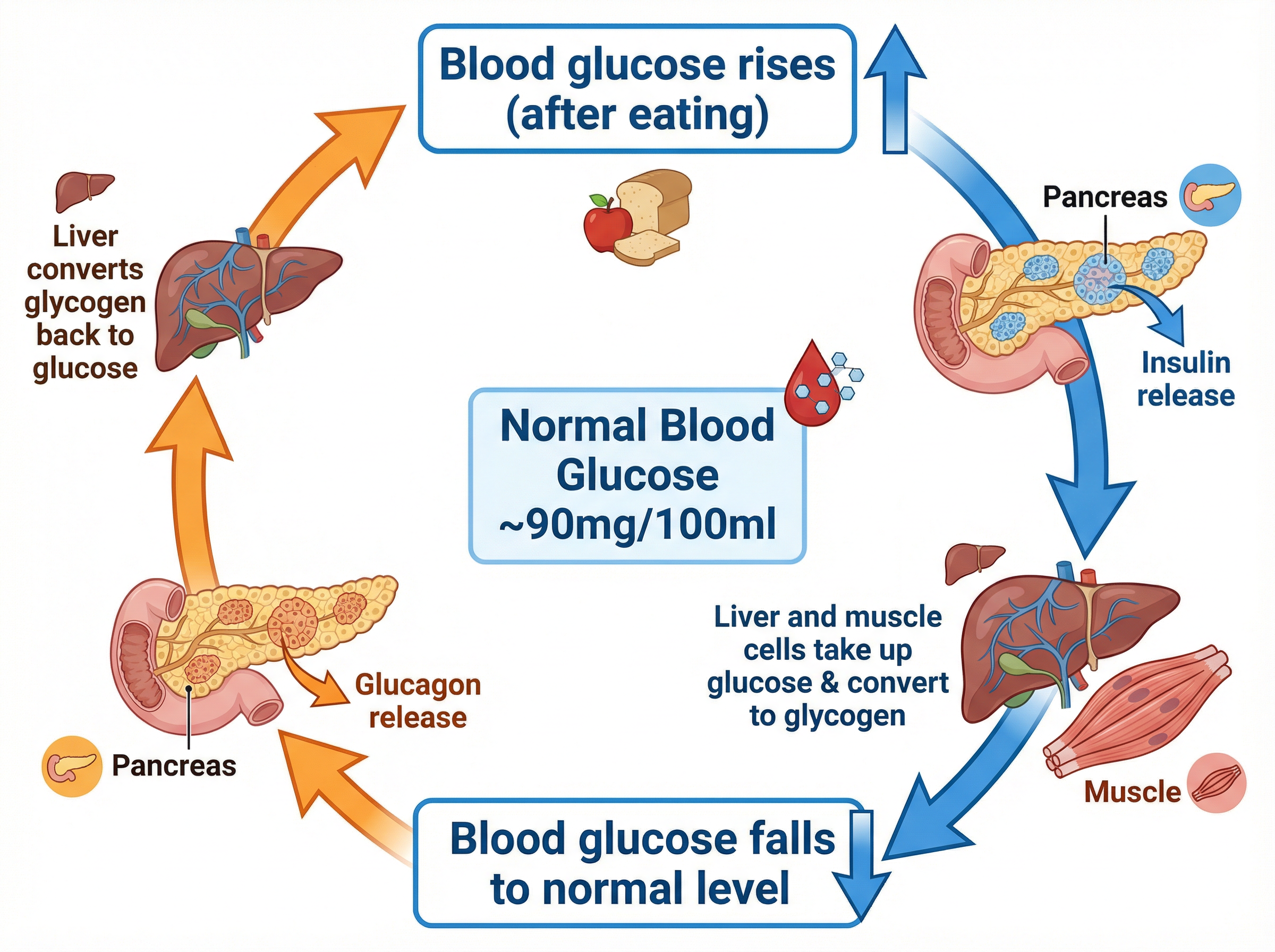 Blood Glucose Regulation via Negative Feedback