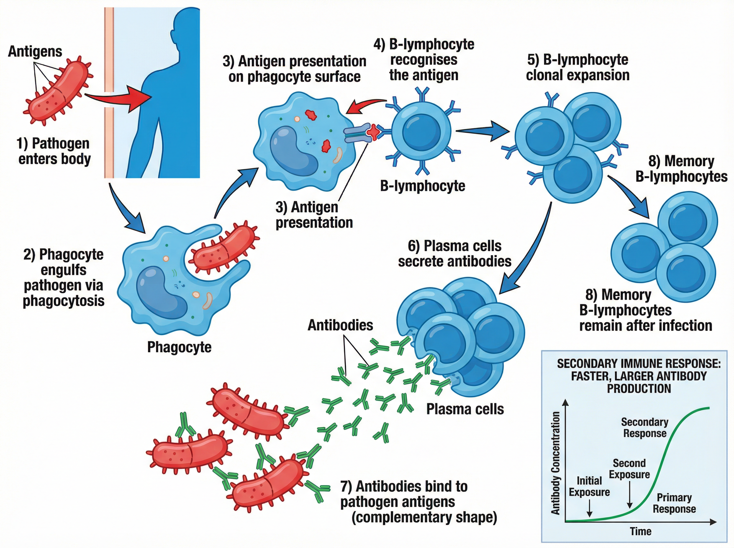 The Specific Immune Response