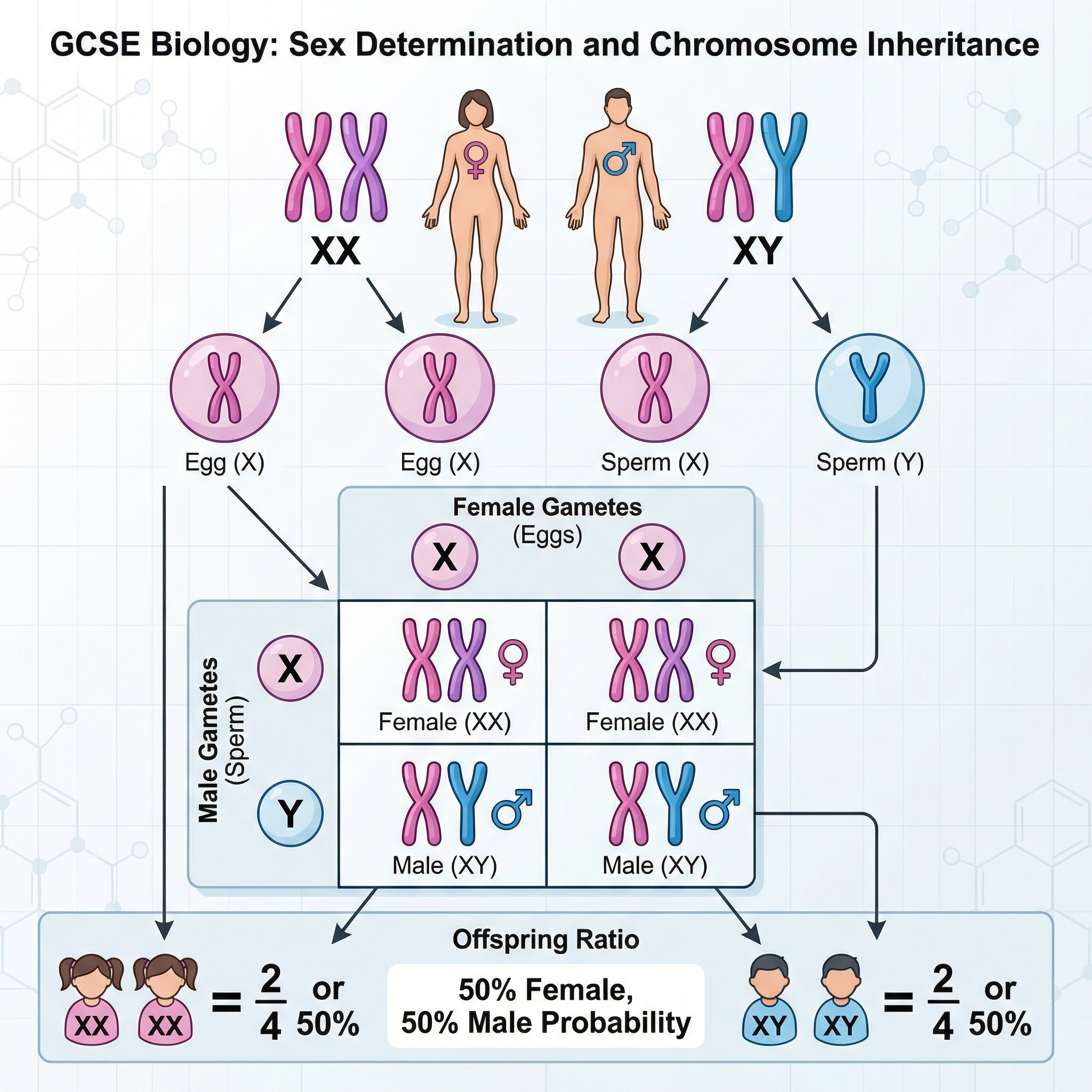 Diagram showing sex determination in humans.