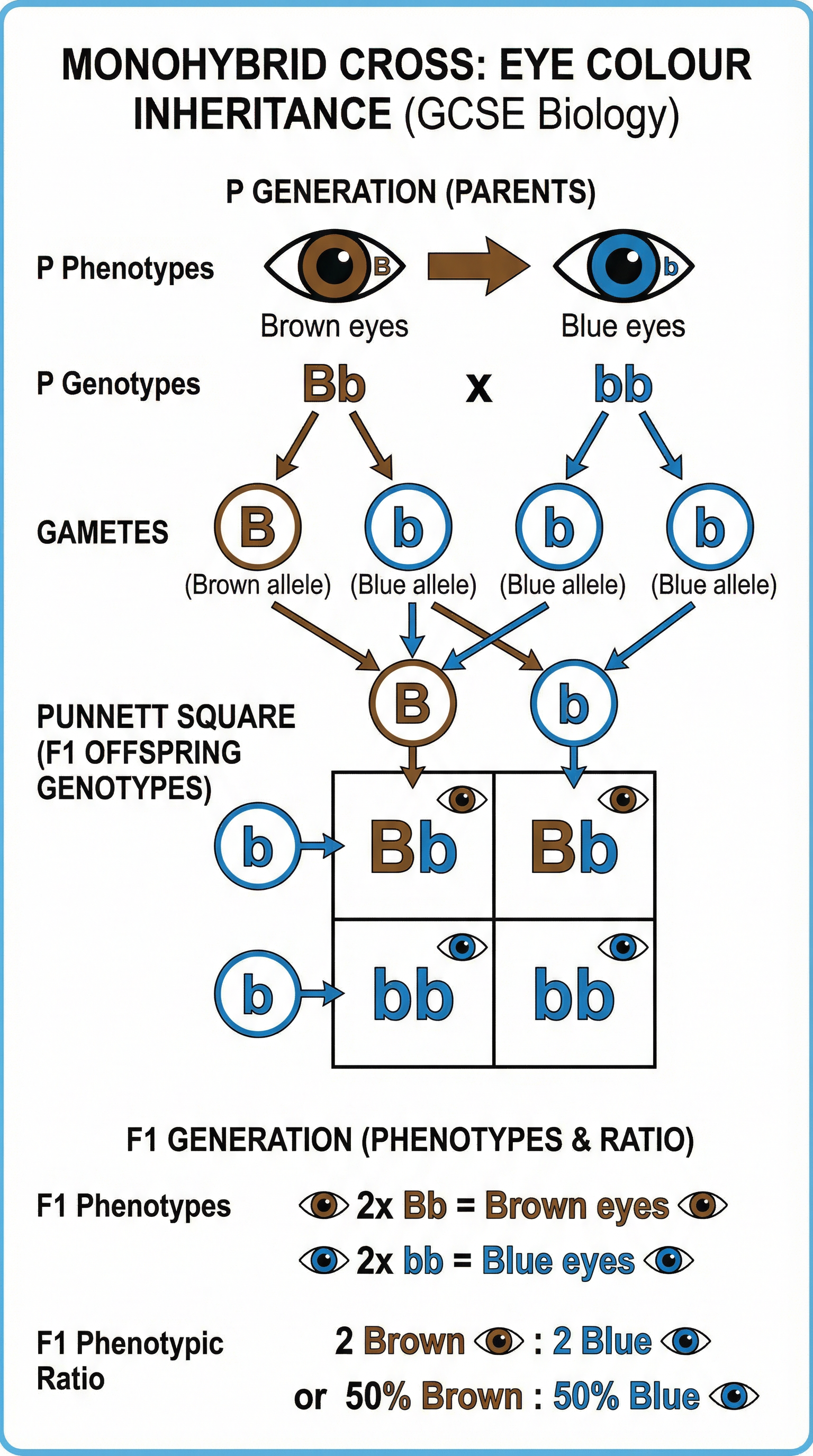Diagram illustrating a monohybrid cross for eye colour.