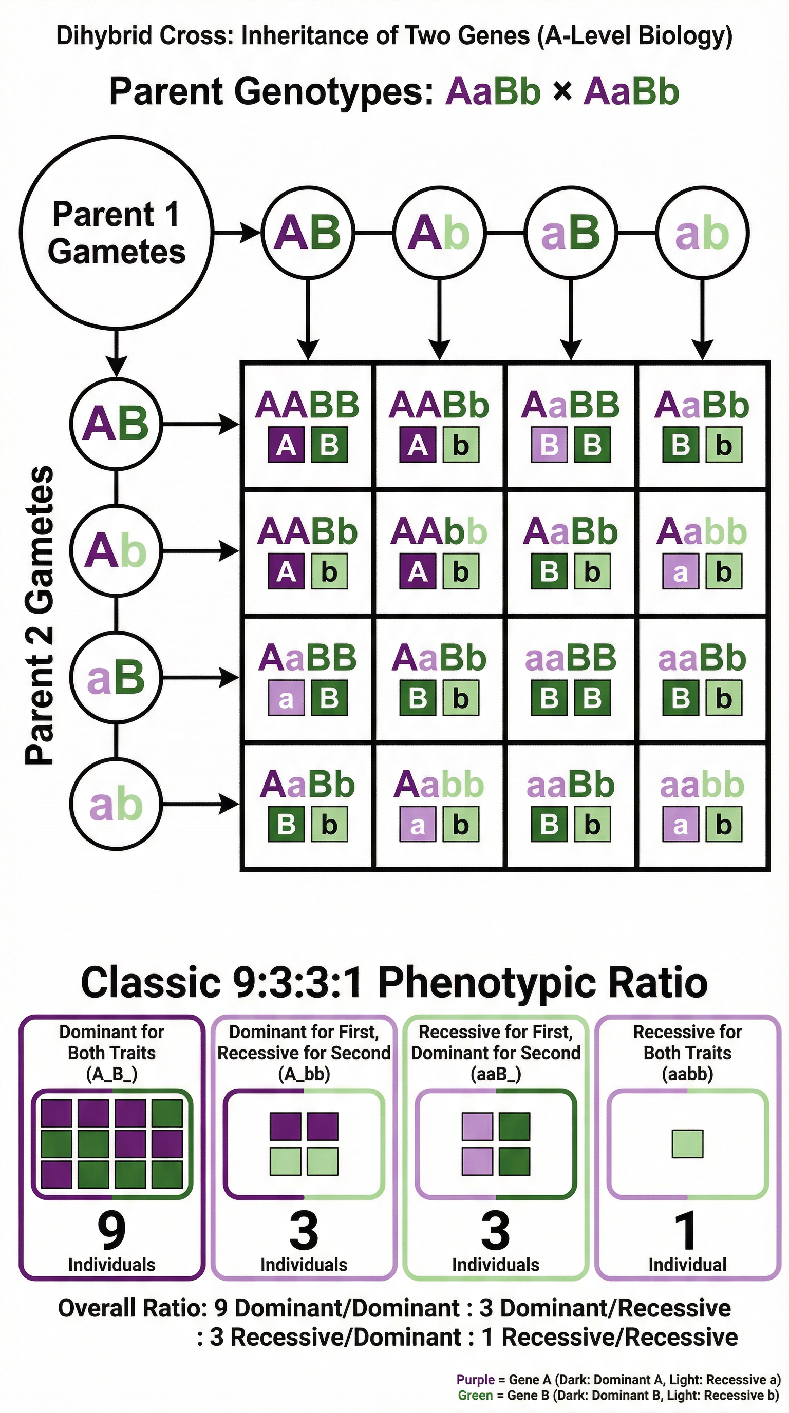 A dihybrid cross showing independent assortment.