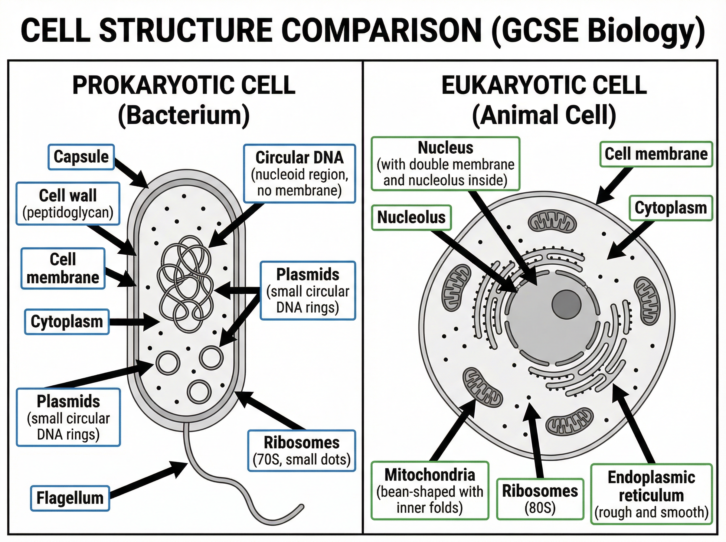 Comparison of Prokaryotic and Eukaryotic Cells