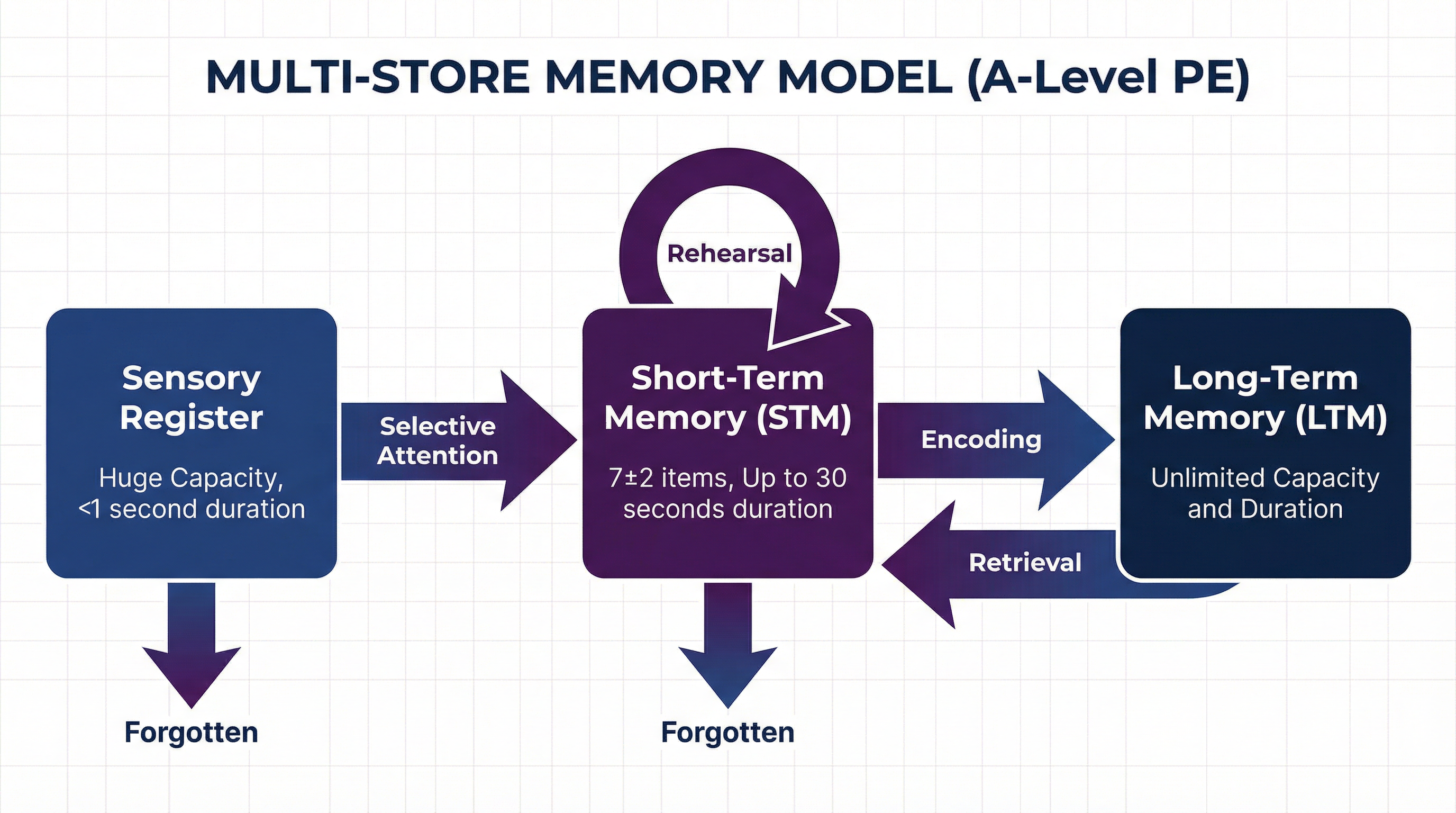 The Multi-Store Memory Model (Atkinson & Shiffrin, 1968)