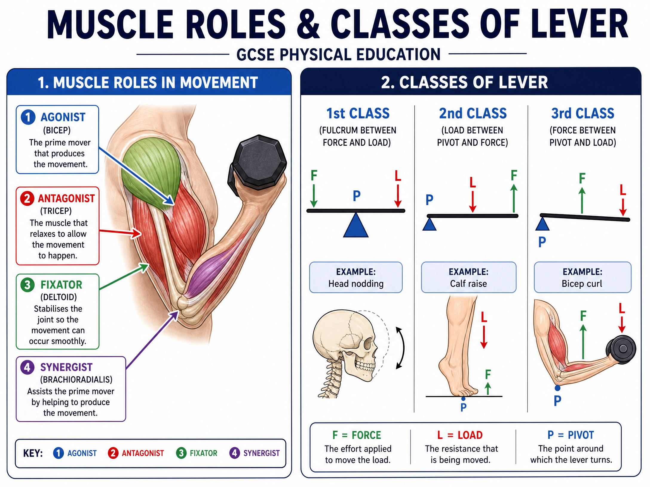 Muscle Roles and Lever Systems