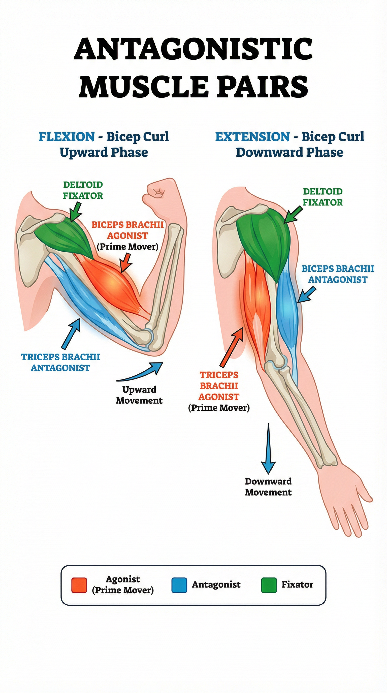 How antagonistic muscle pairs work to create movement.