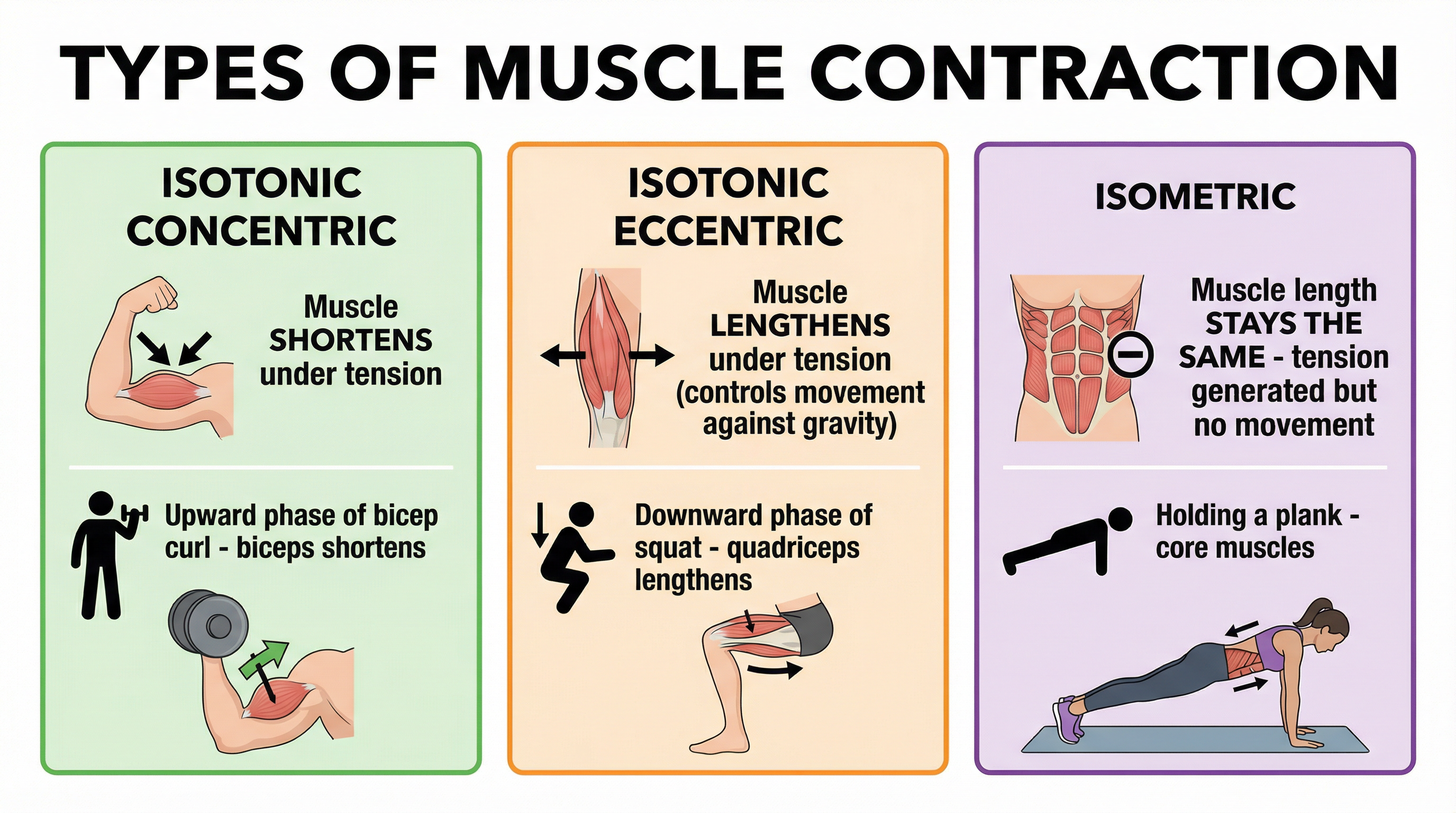 The three main types of muscular contraction explained with sporting examples.