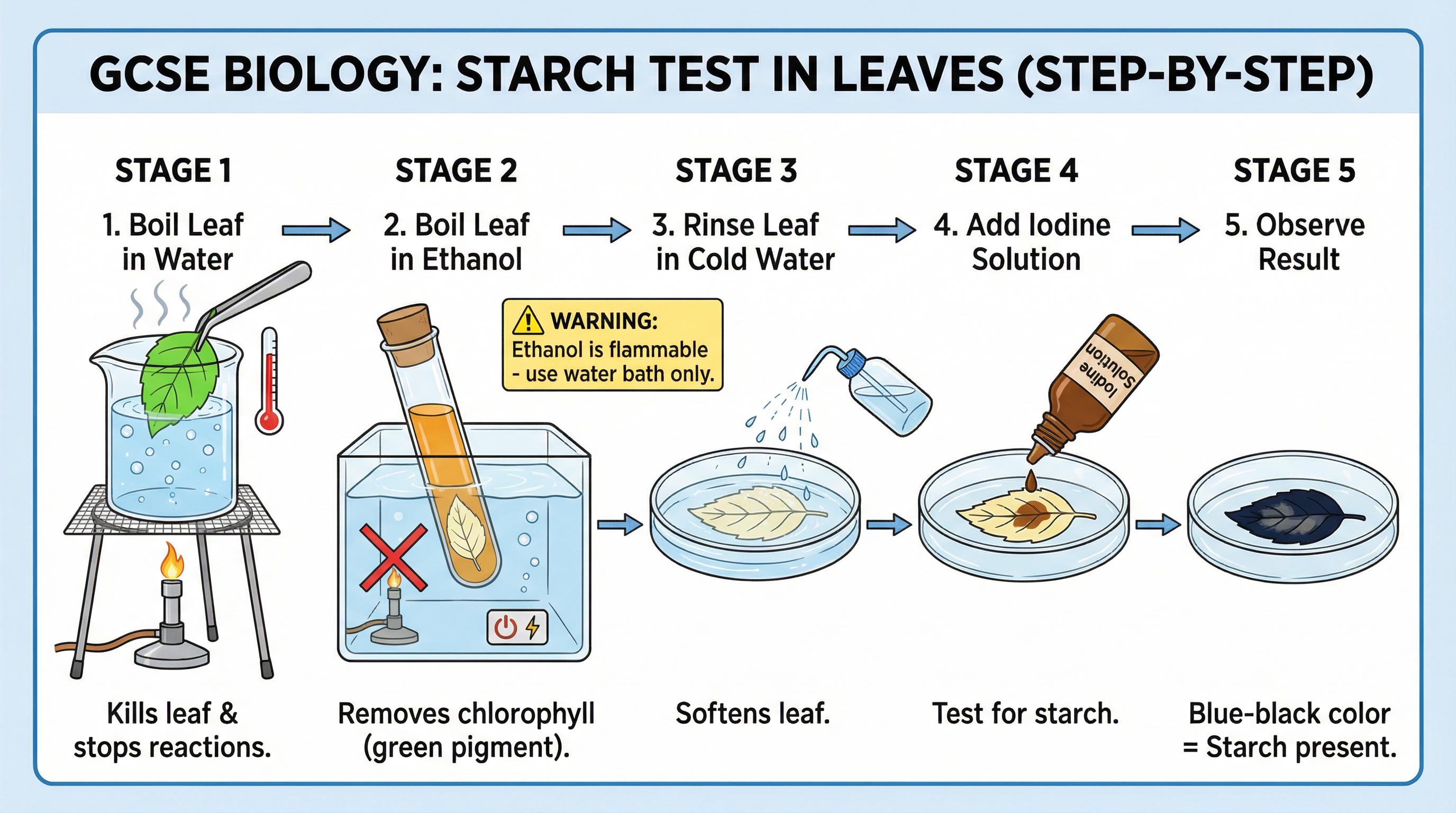 The method for testing a leaf for the presence of starch.