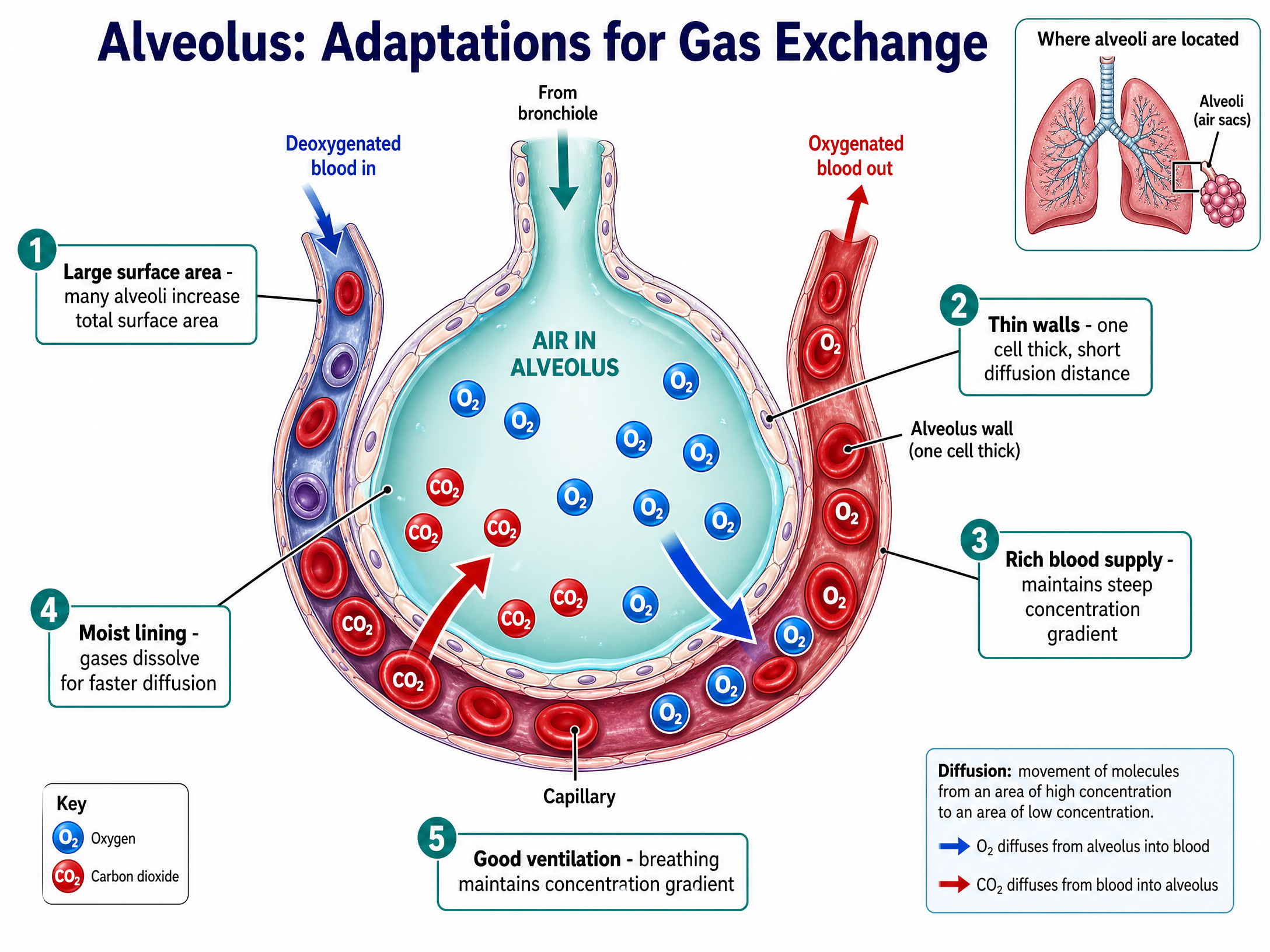 Adaptations of the alveolus for efficient gas exchange.