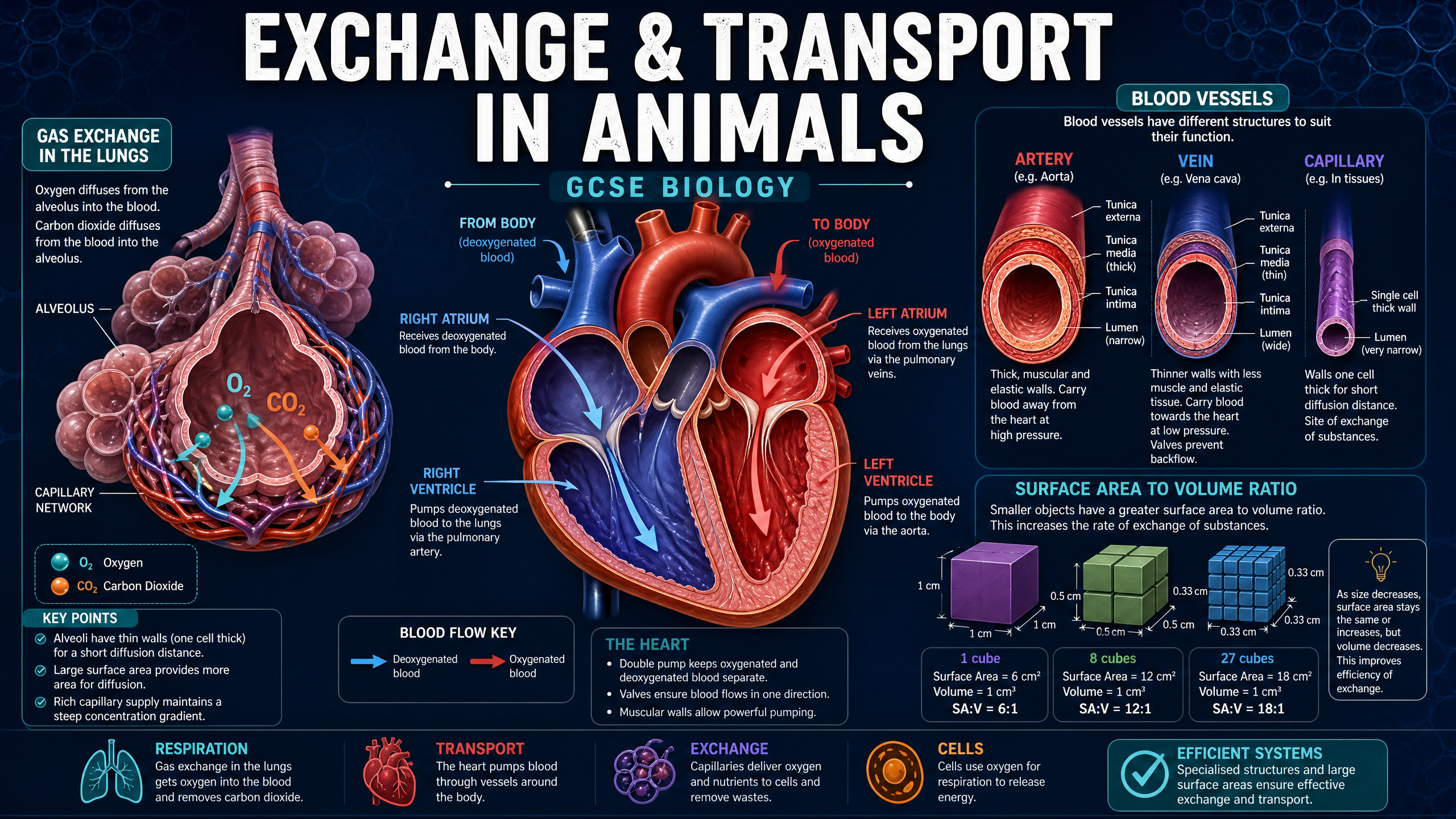Exchange and Transport in Animals