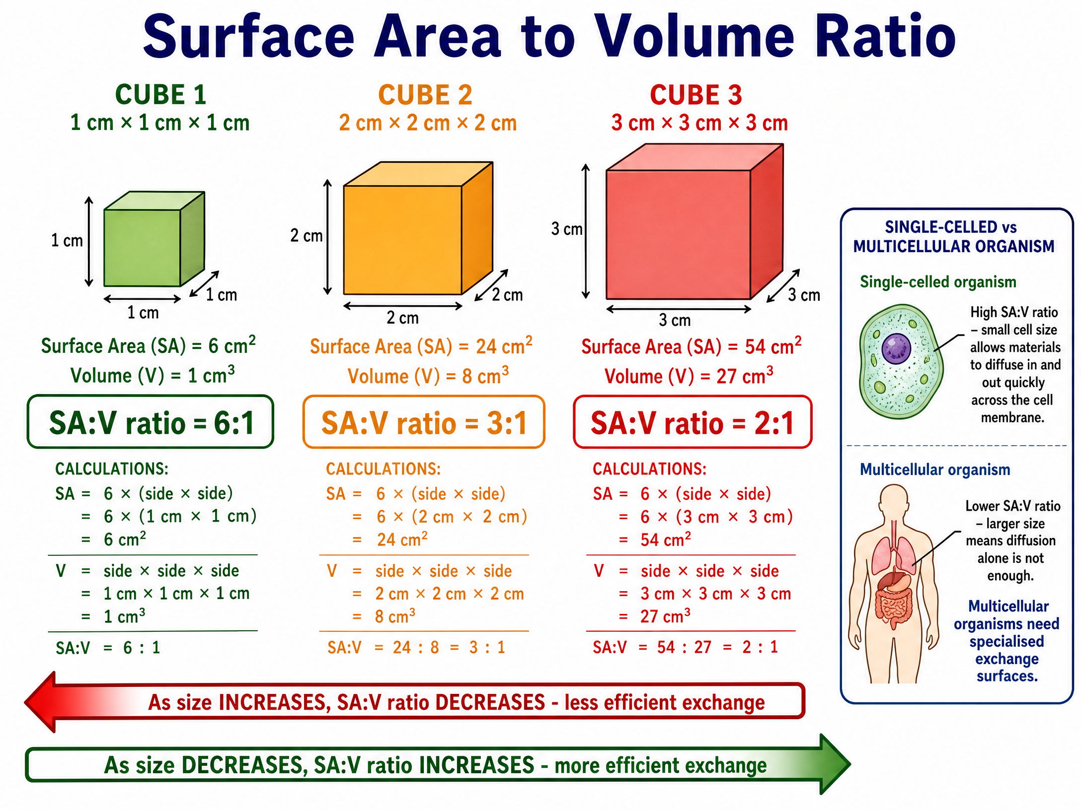 As organism size increases, the Surface Area to Volume Ratio decreases.