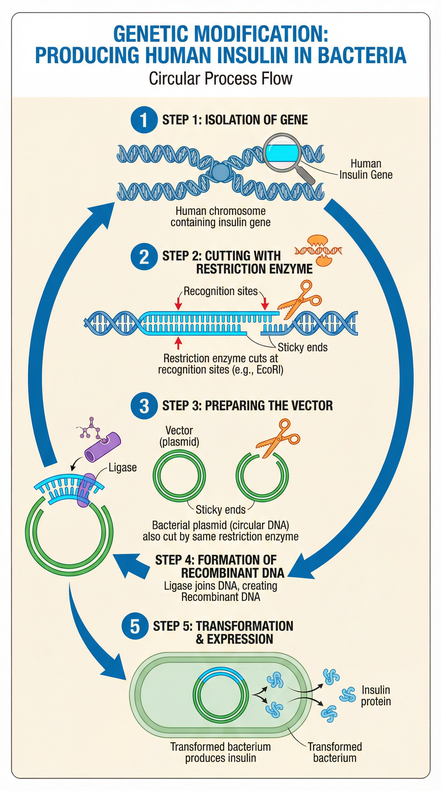 genetic_modification_diagram.png