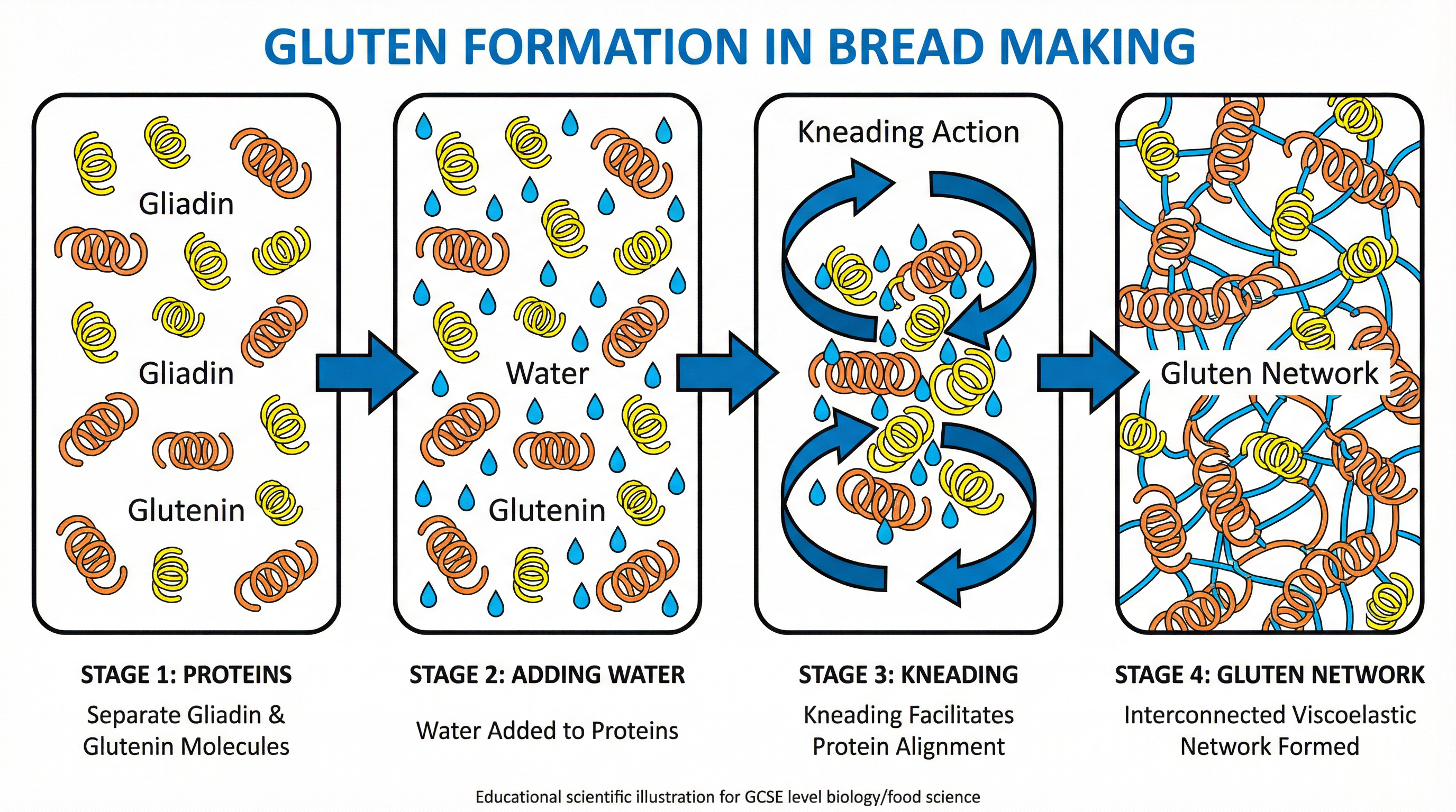 The formation of the viscoelastic gluten network is crucial for bread structure.
