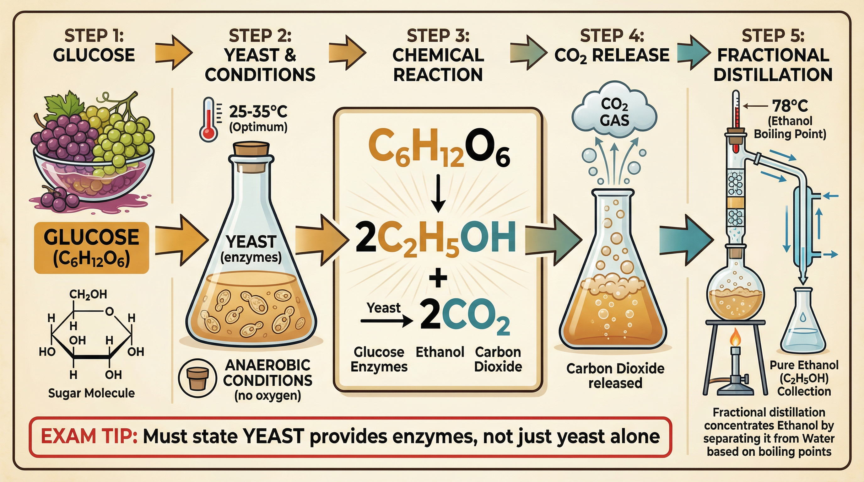 The Fermentation Process