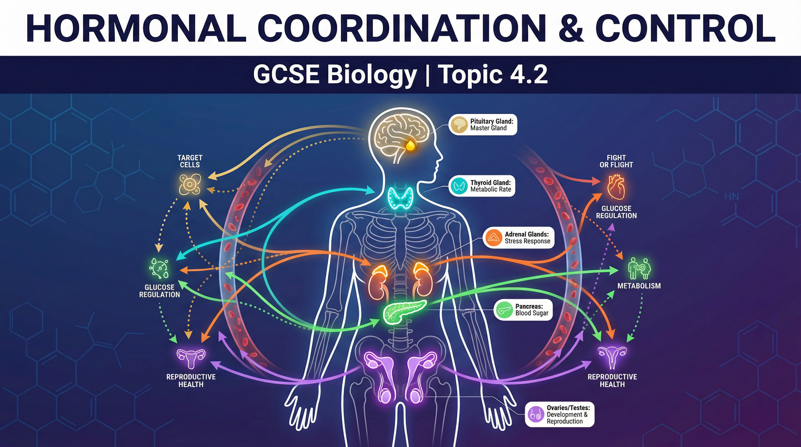 Header image for Hormonal Coordination and Control