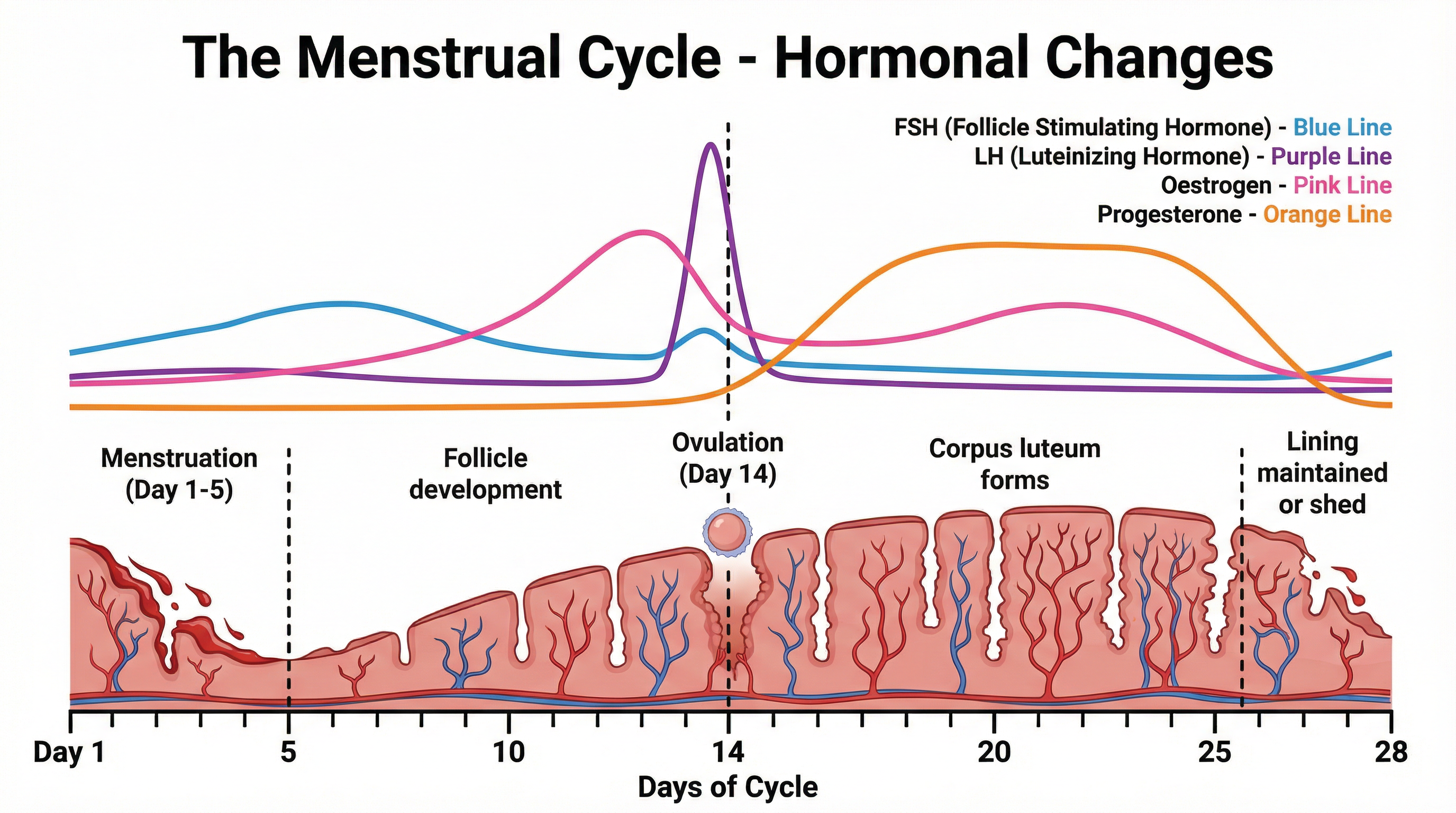 Hormonal Changes During the Menstrual Cycle