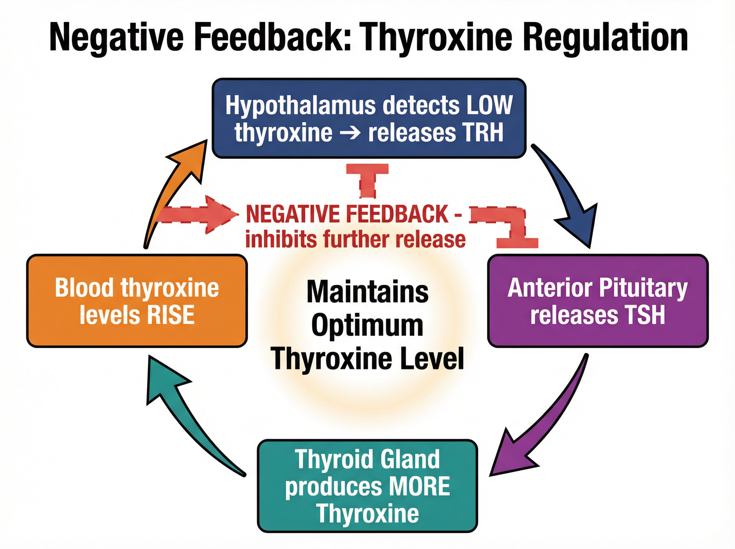Negative Feedback: Thyroxine Regulation