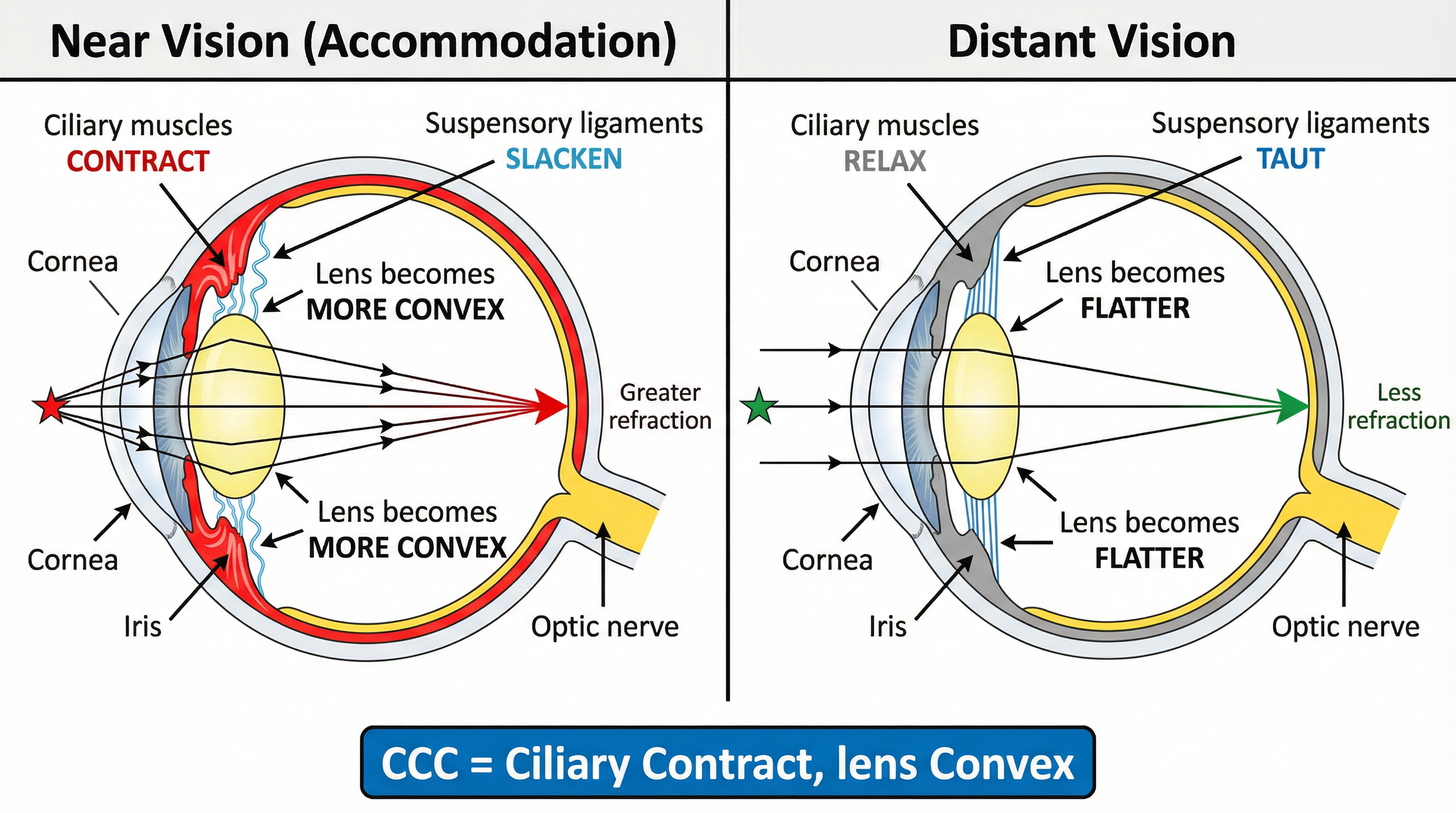 Diagram showing the process of accommodation.