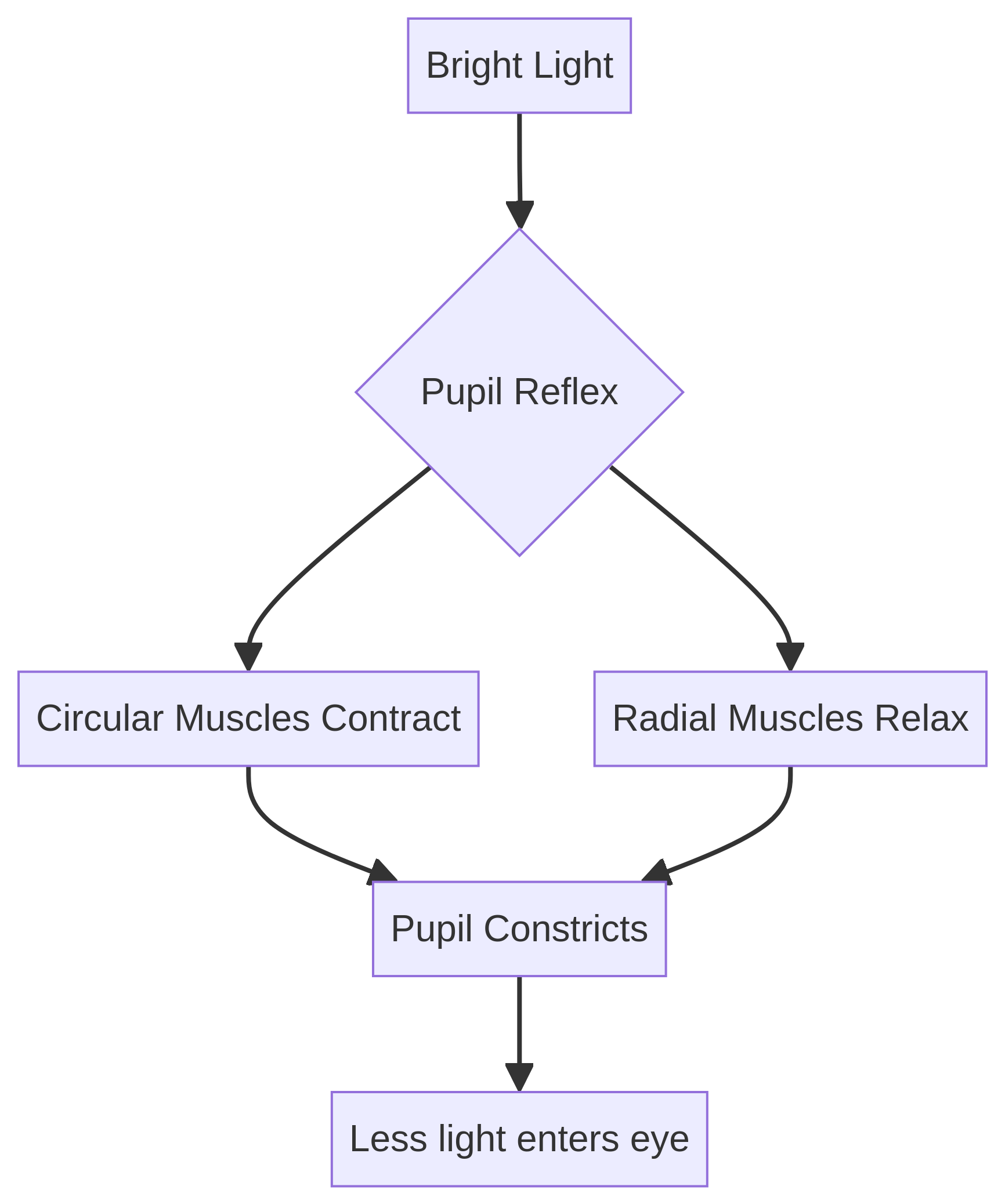 Flowchart of the pupil reflex.