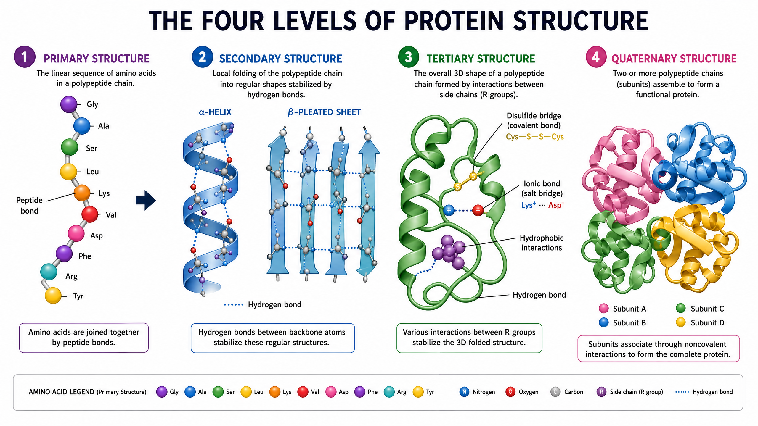 The four levels of protein structure