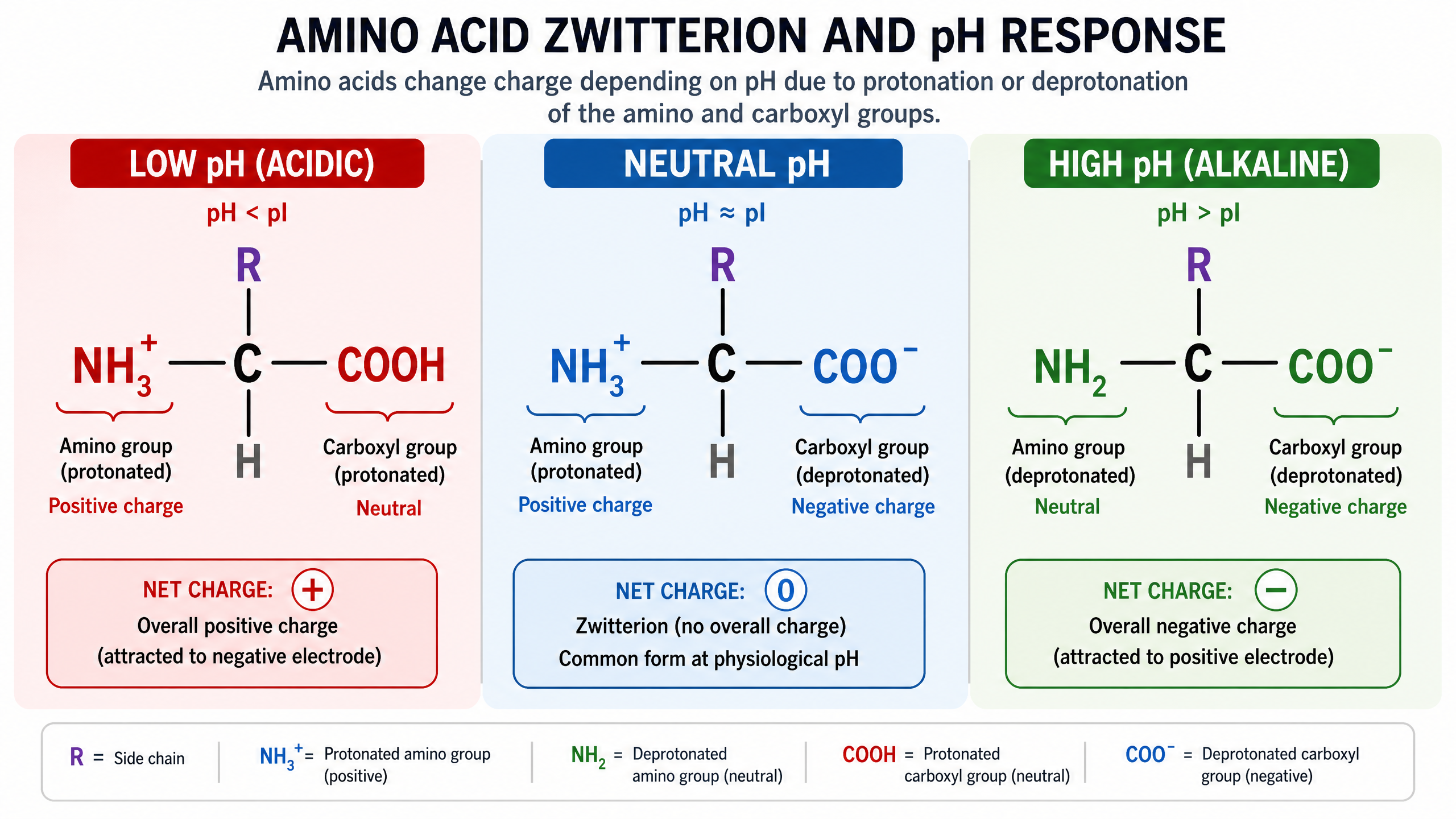 Amino acid structures in different pH environments