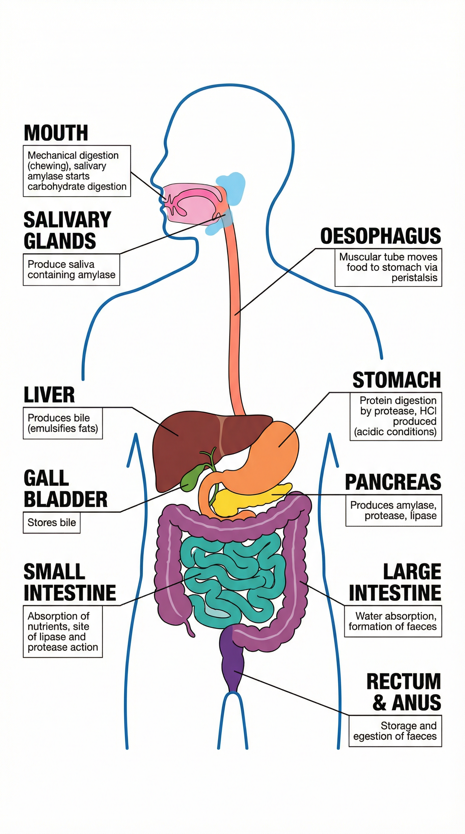 The human digestive system: organs and their key functions