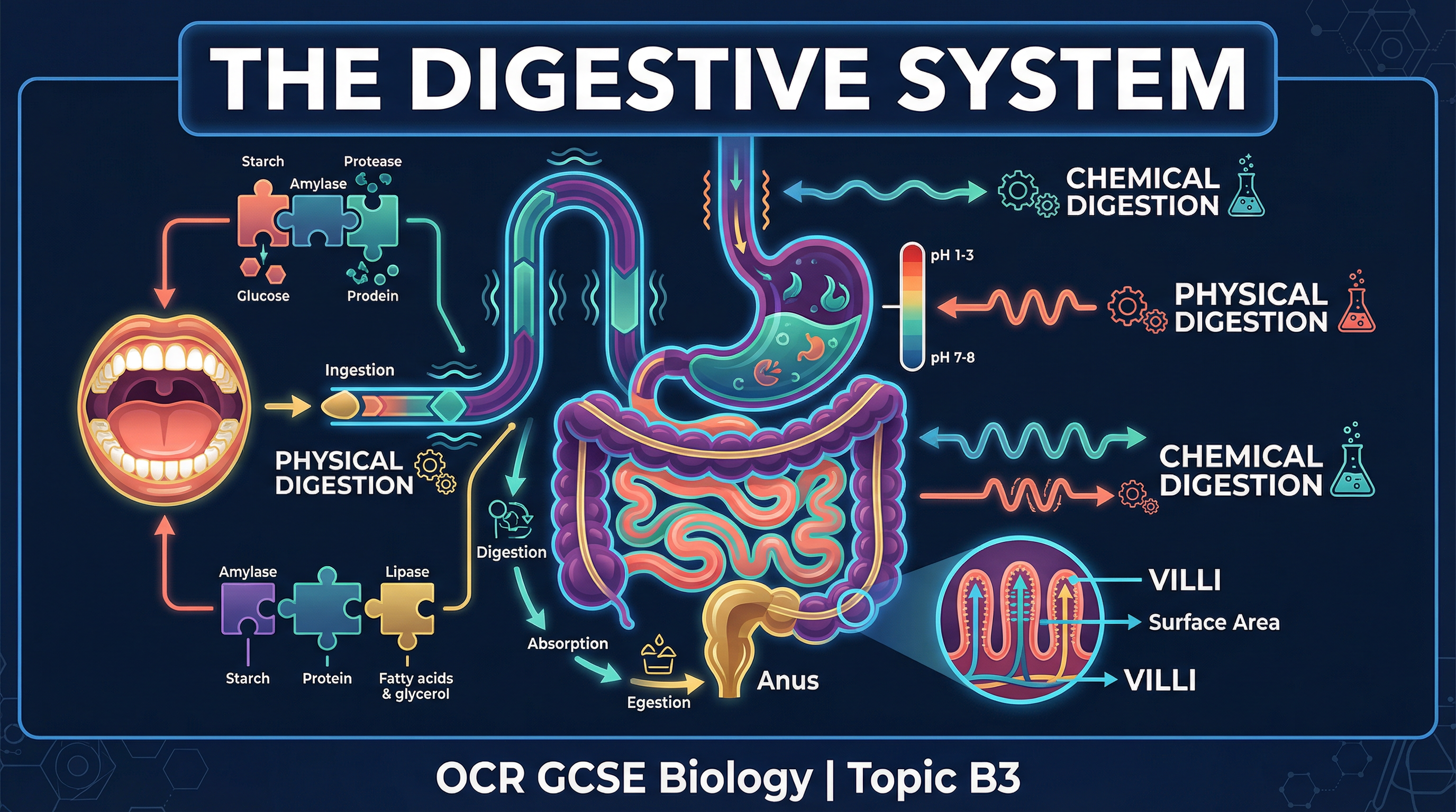 The Digestive System — OCR GCSE Biology Topic B3