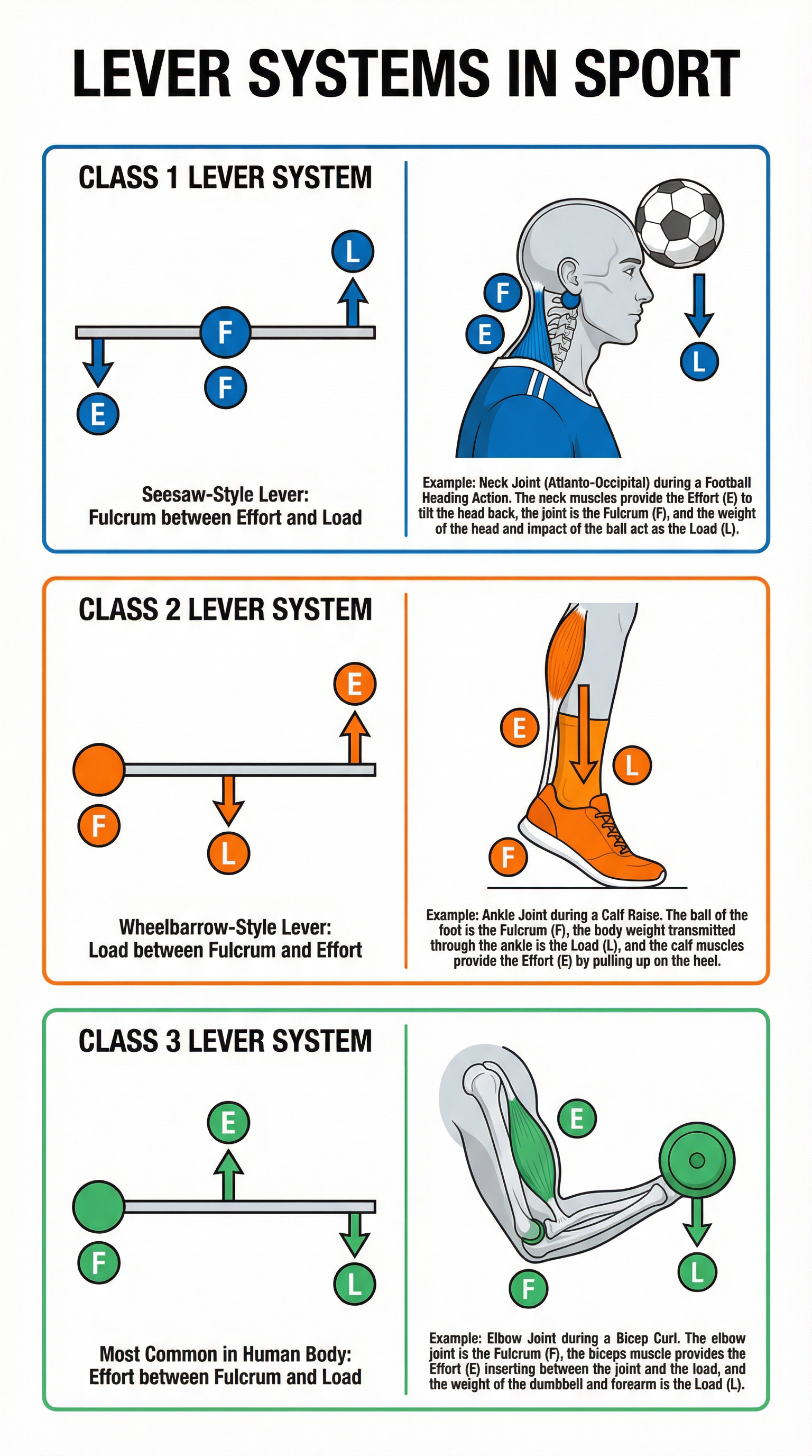 Lever Systems in Sport