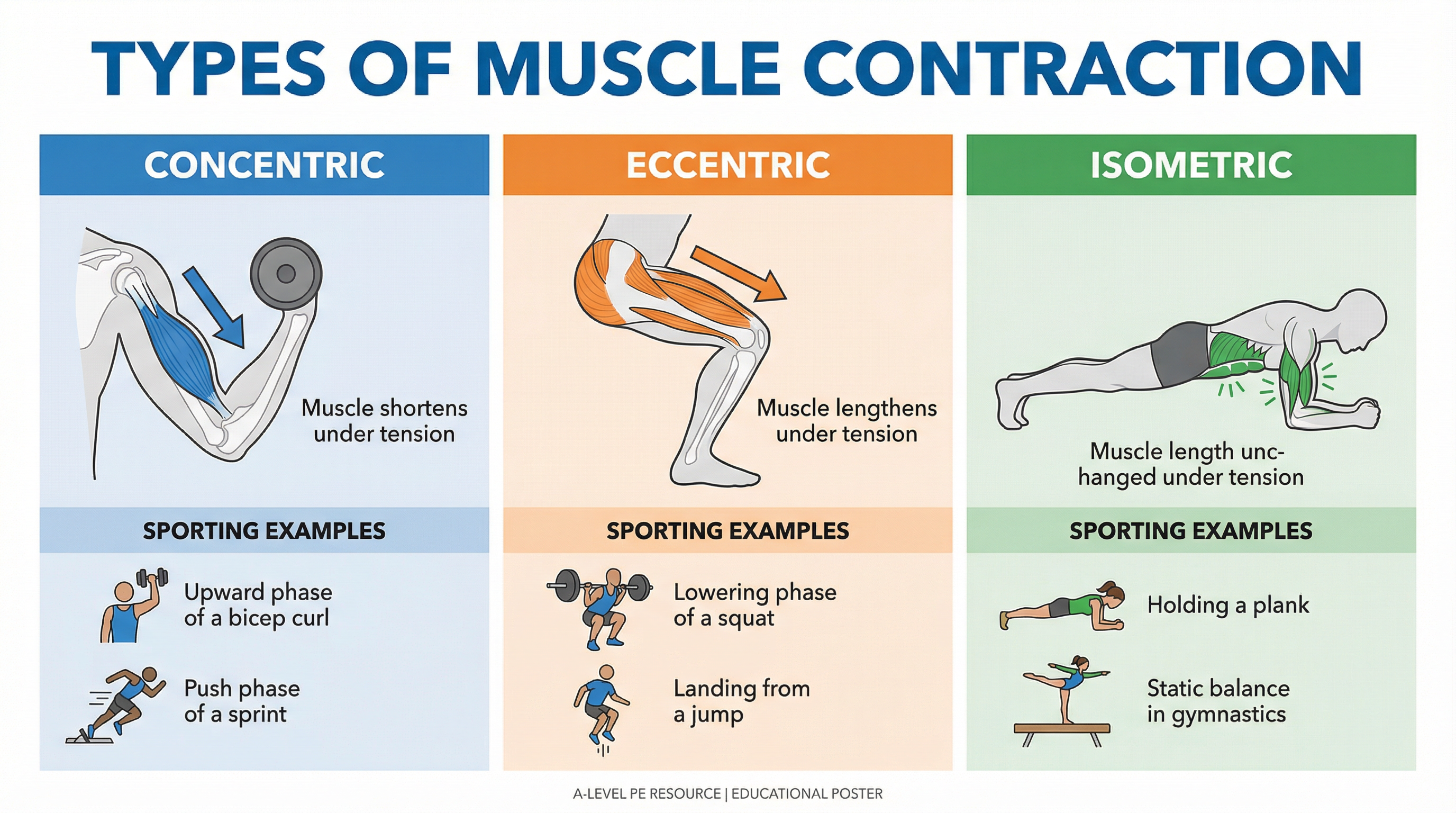 Types of Muscle Contraction