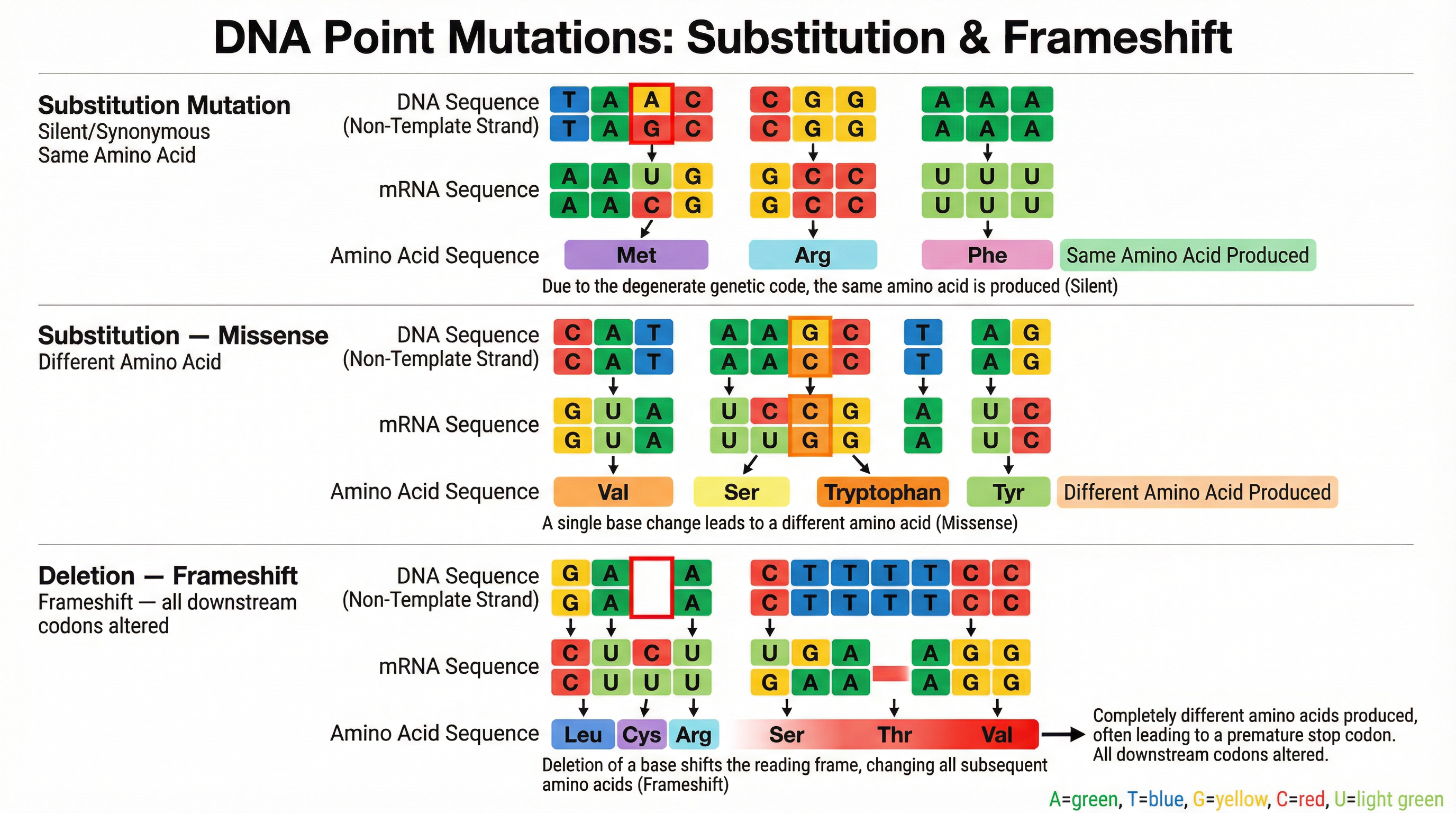 Comparison of the effects of different point mutations.