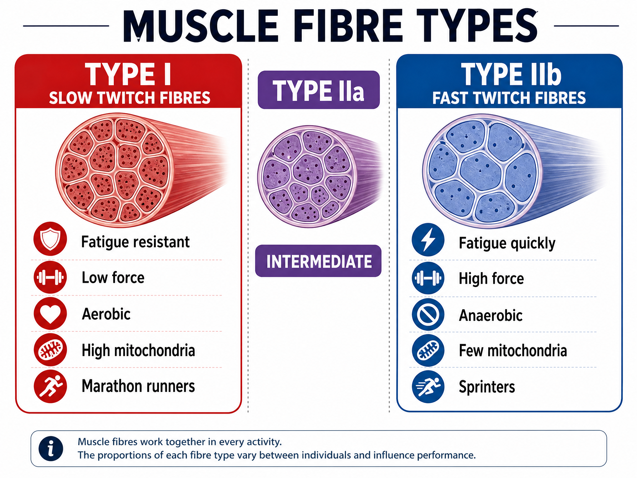 Muscle Fibre Types Comparison