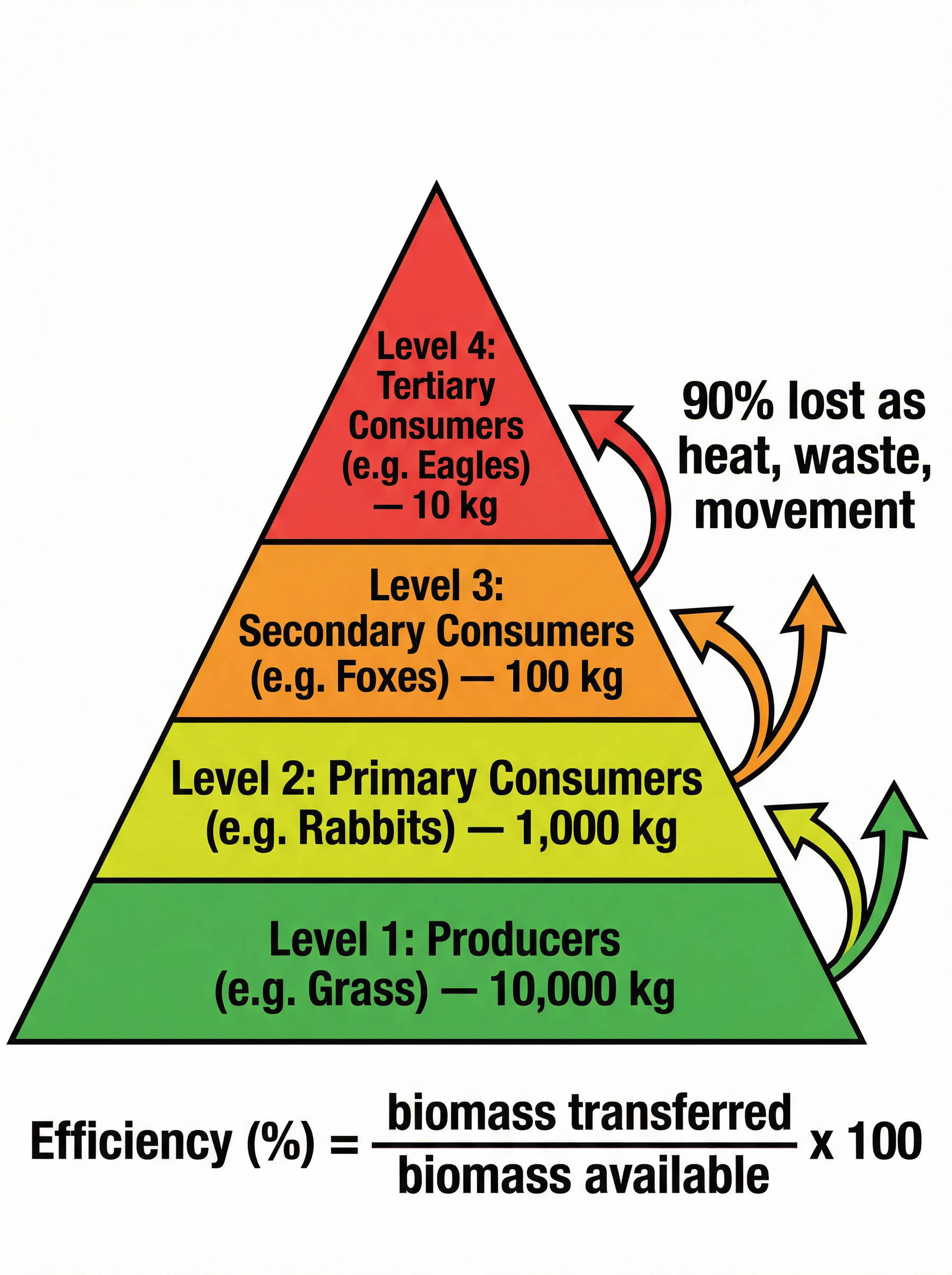 Pyramid of Biomass