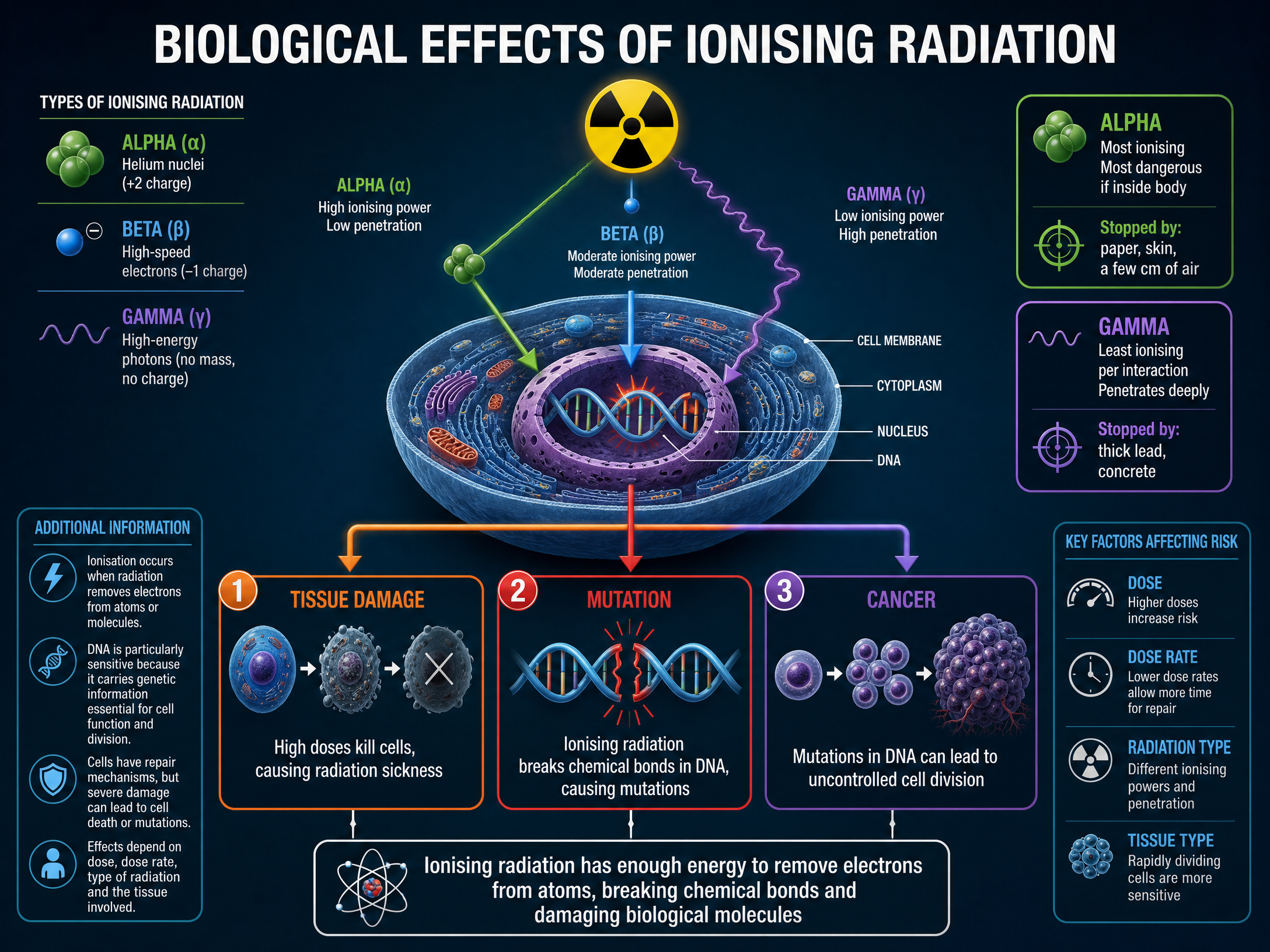 Biological Effects of Ionising Radiation