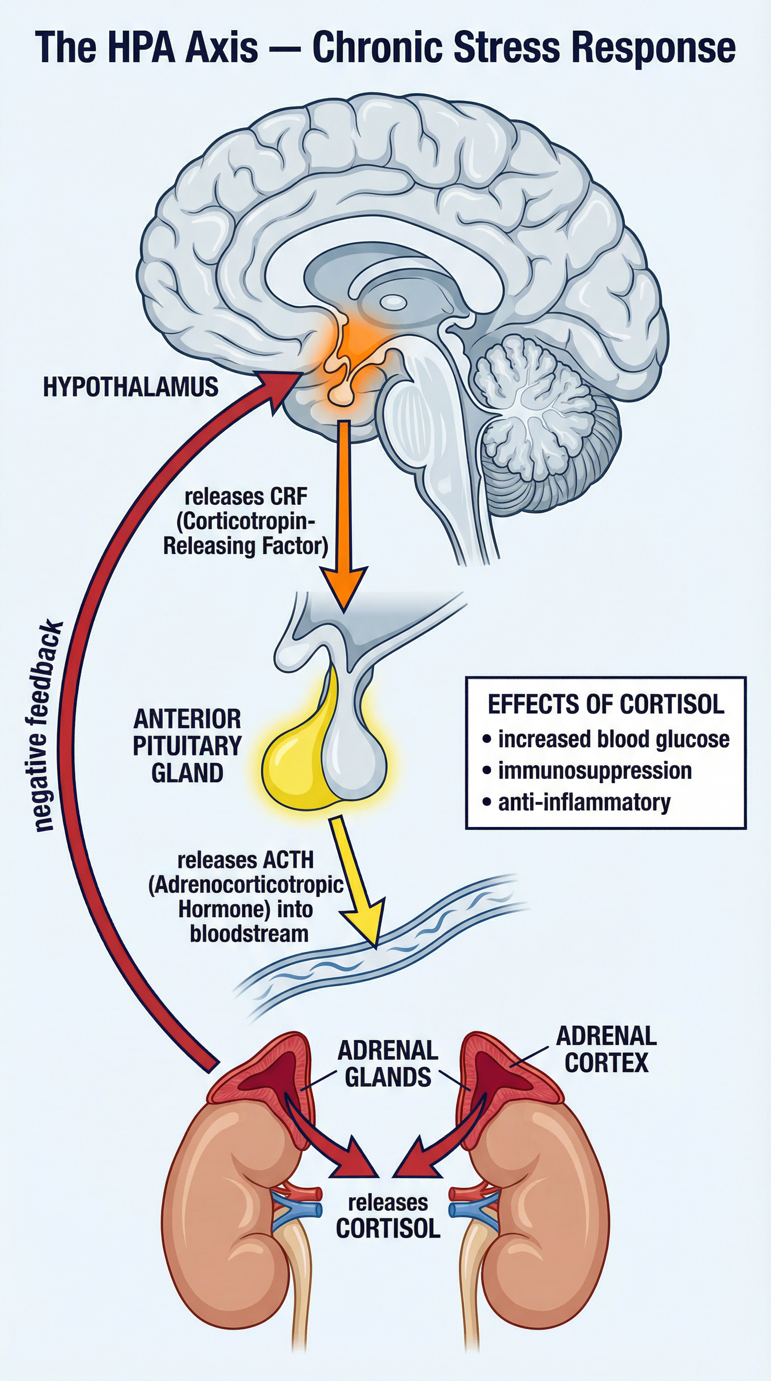 hpa_axis_diagram.png
