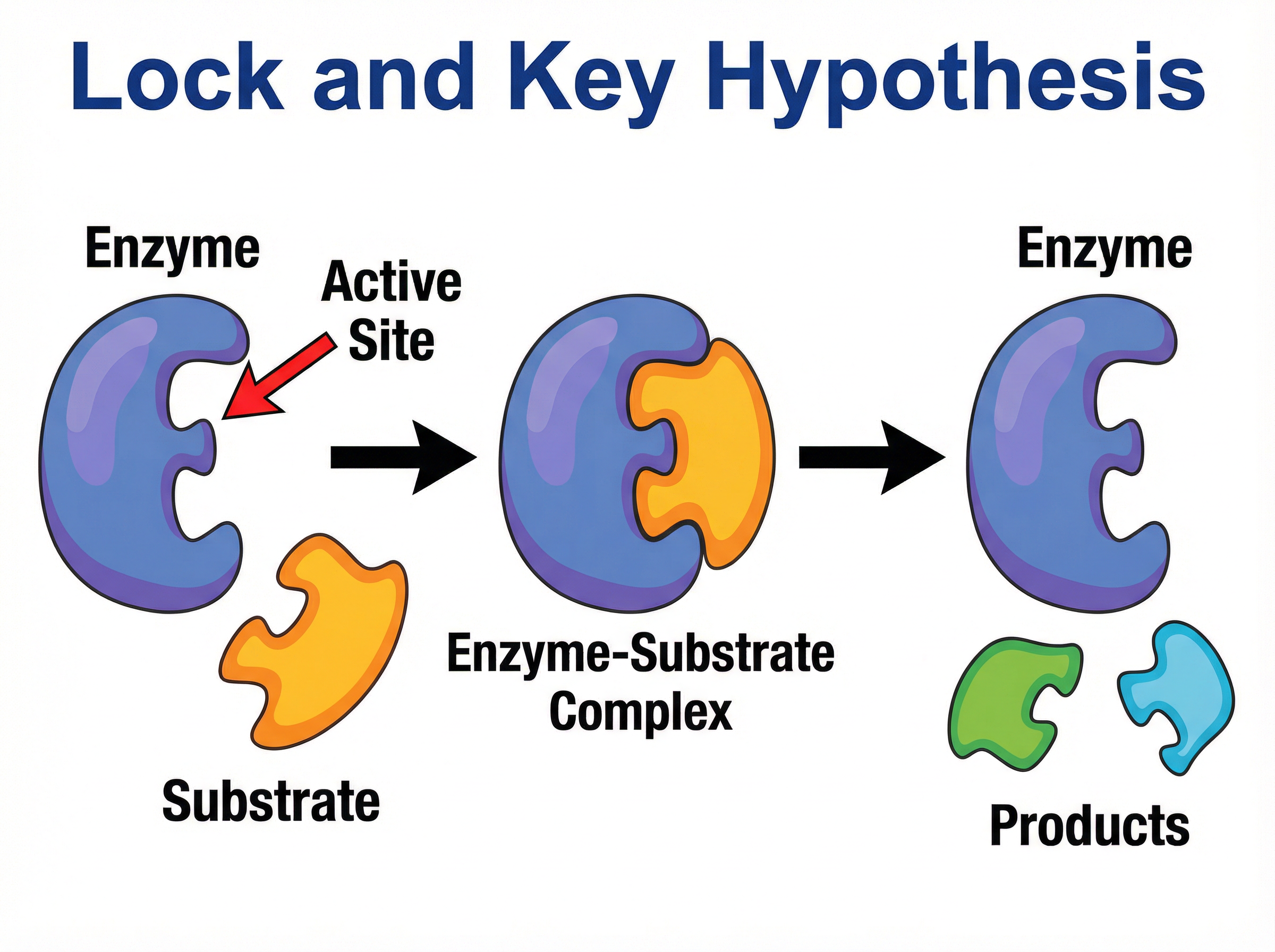 Lock and Key Hypothesis