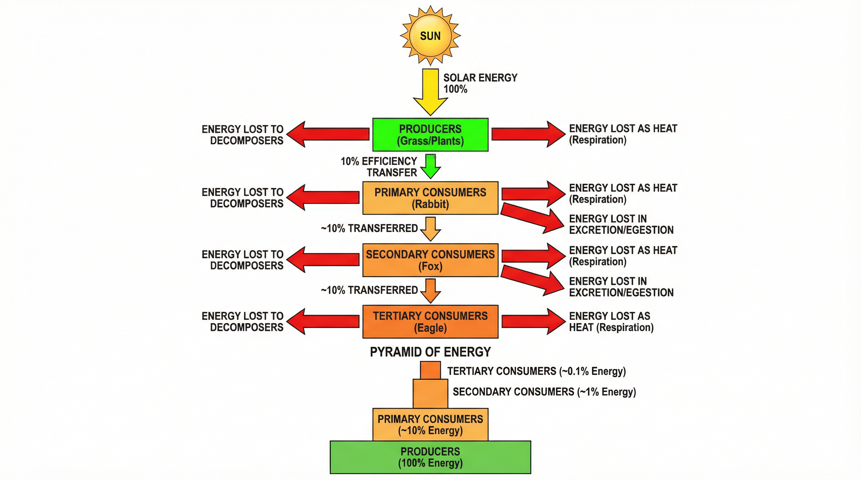 Energy Losses in a Food Chain