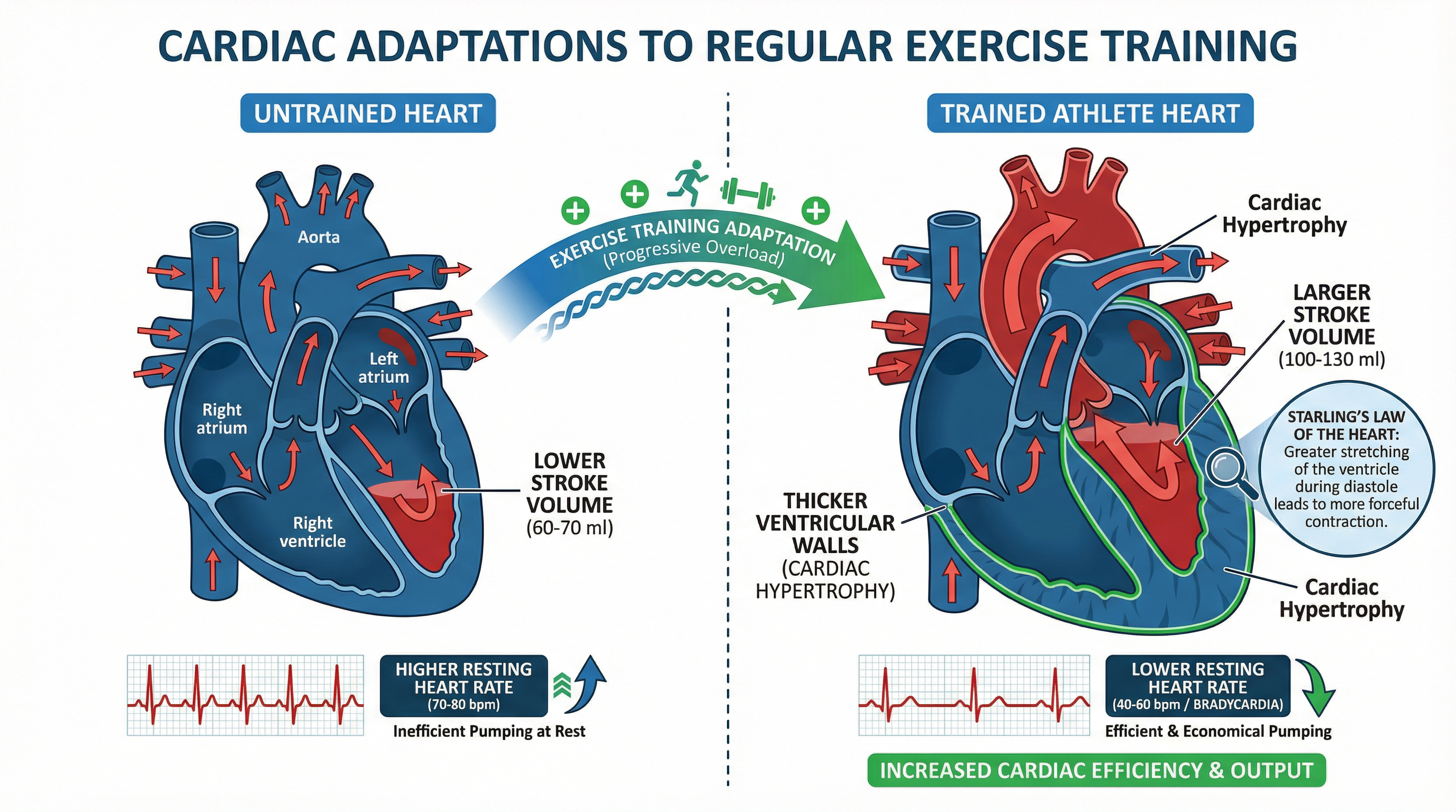 Chronic cardiac adaptations resulting from long-term exercise.