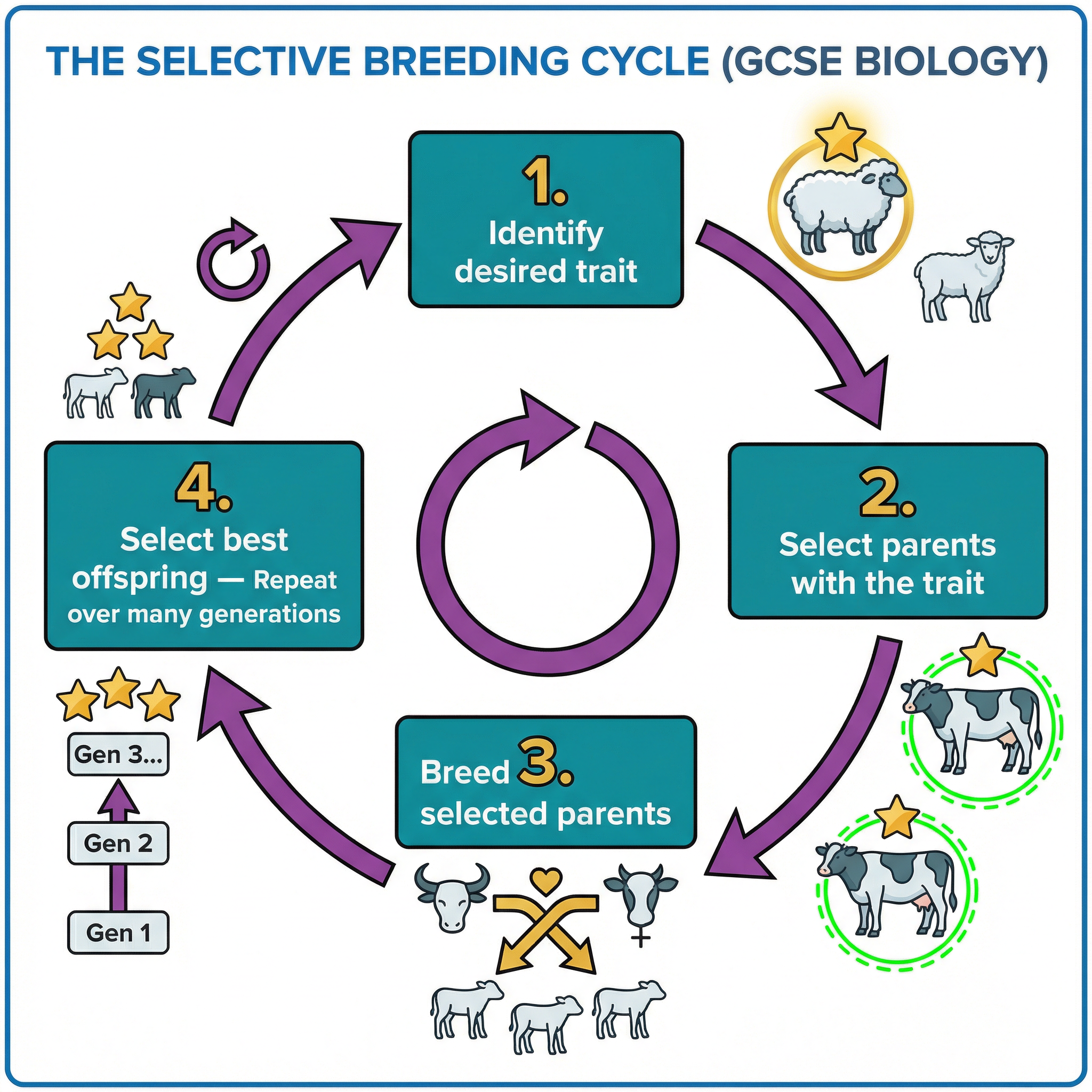 The cyclical process of selective breeding.