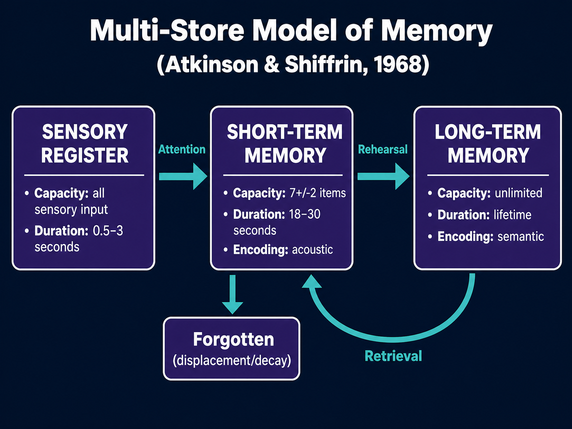 The Multi-Store Model of Memory
