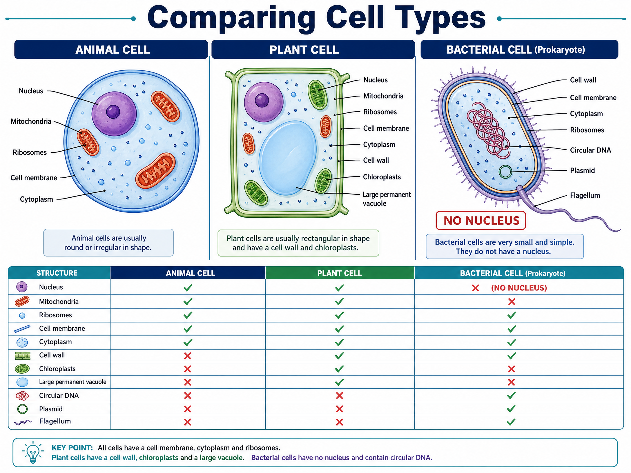 Comparing Cell Types and Organelles