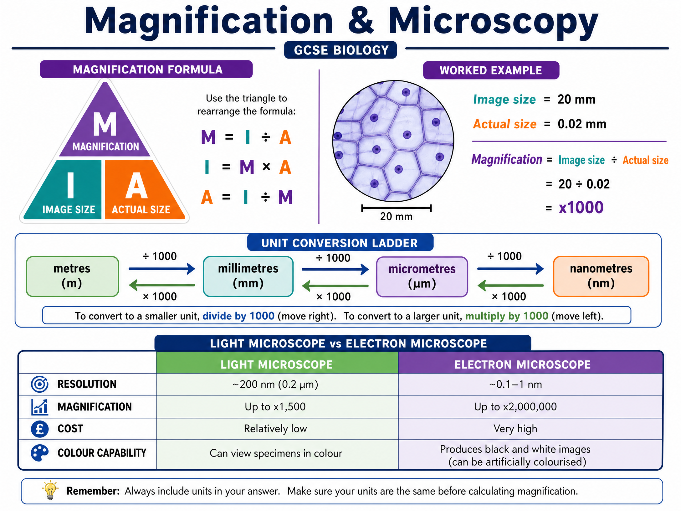 Magnification, Conversions, and Microscopy