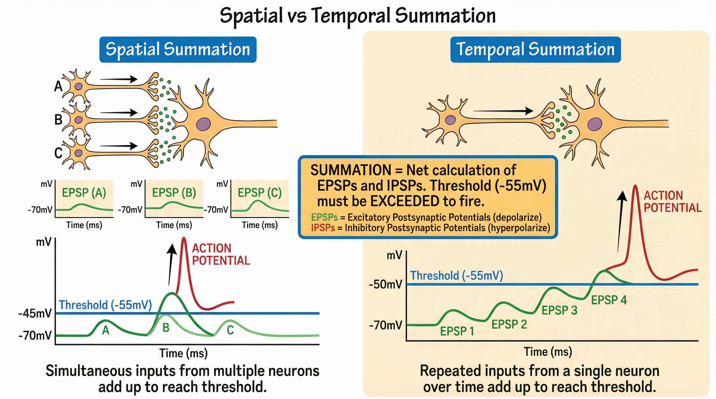 Spatial vs. Temporal Summation