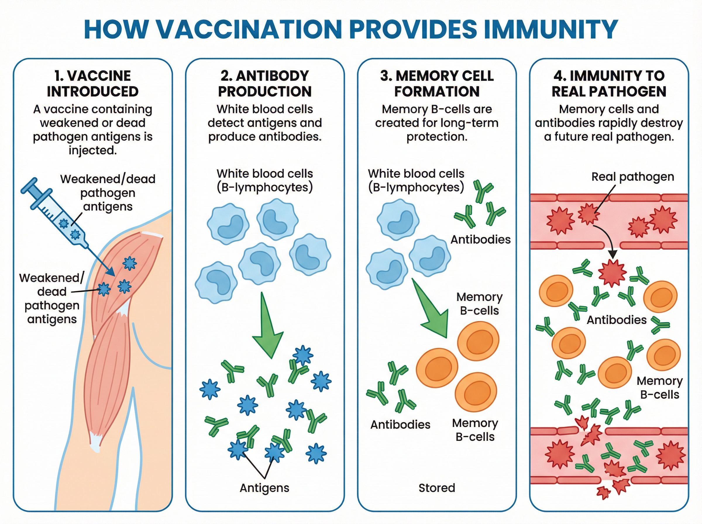How Vaccination Provides Immunity